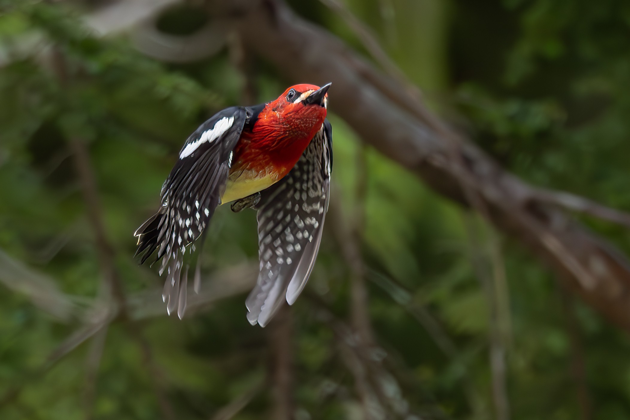 Red-Breasted Sap Sucker in Flight