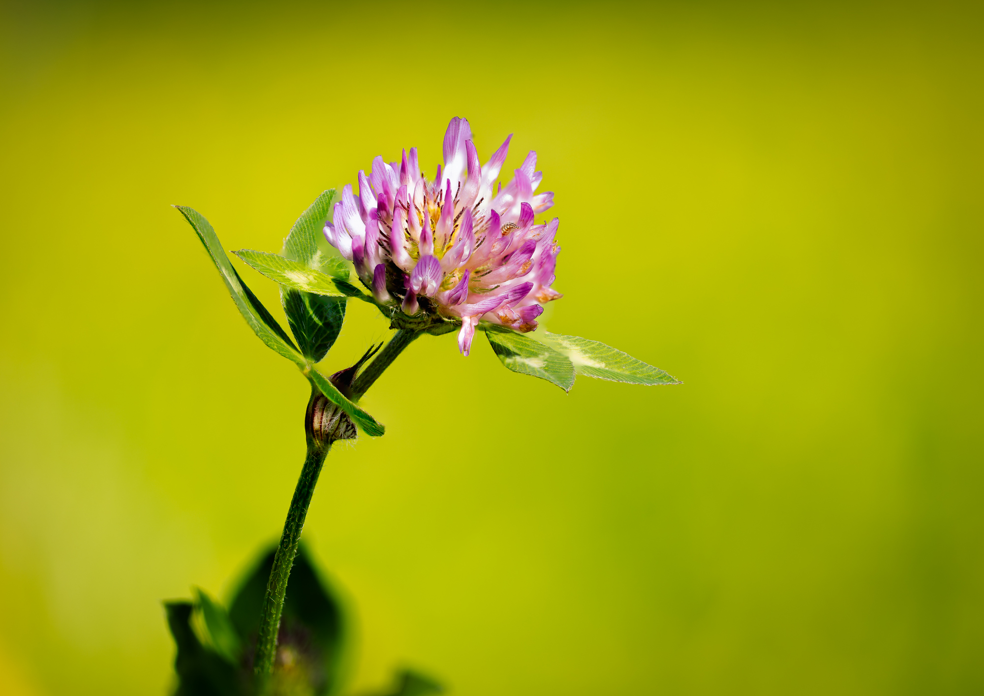 Red Clover Stack.jpg