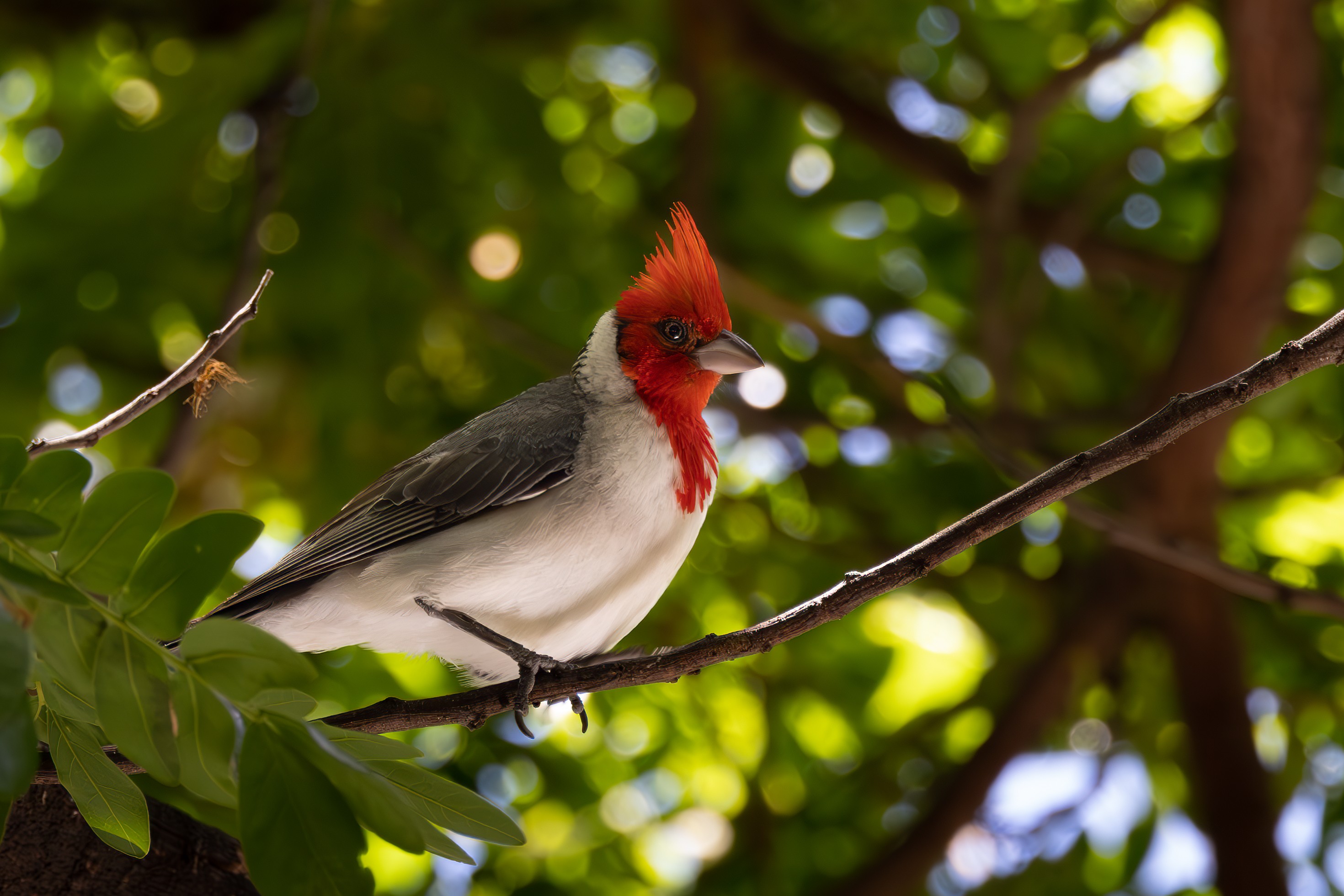 Red-Crested Cardinal