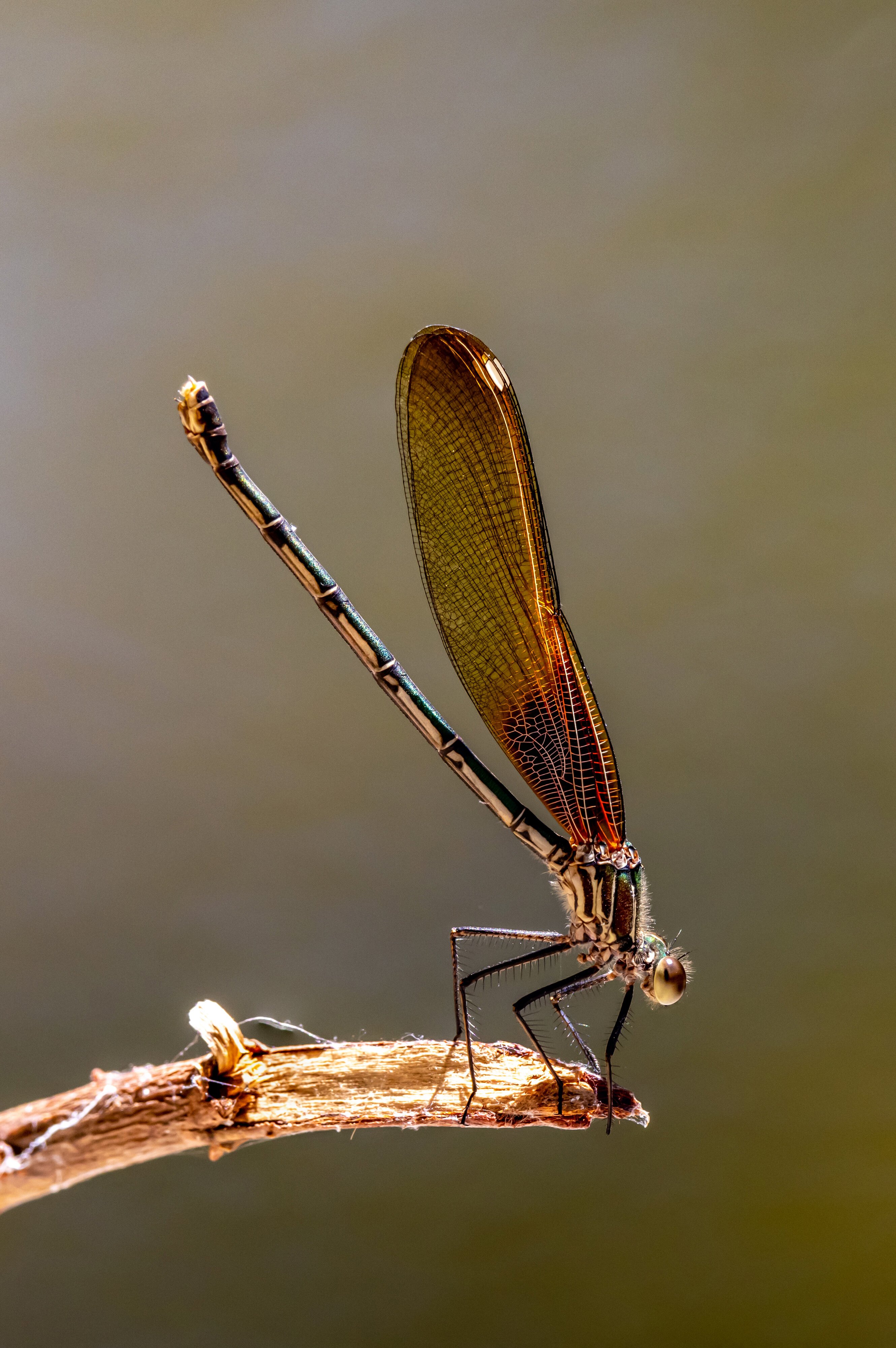 red dragonfly .jpg