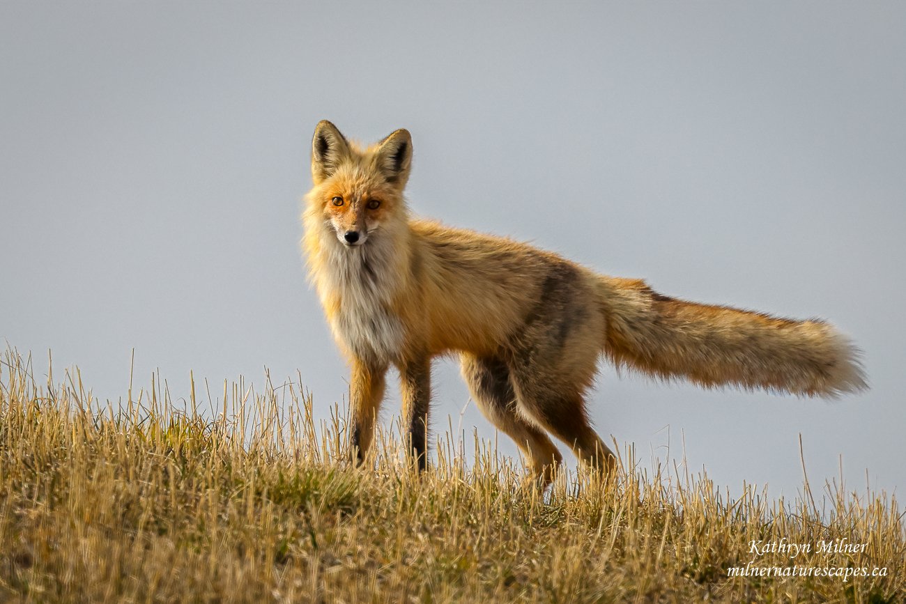 Red Fox Checking Us Out
