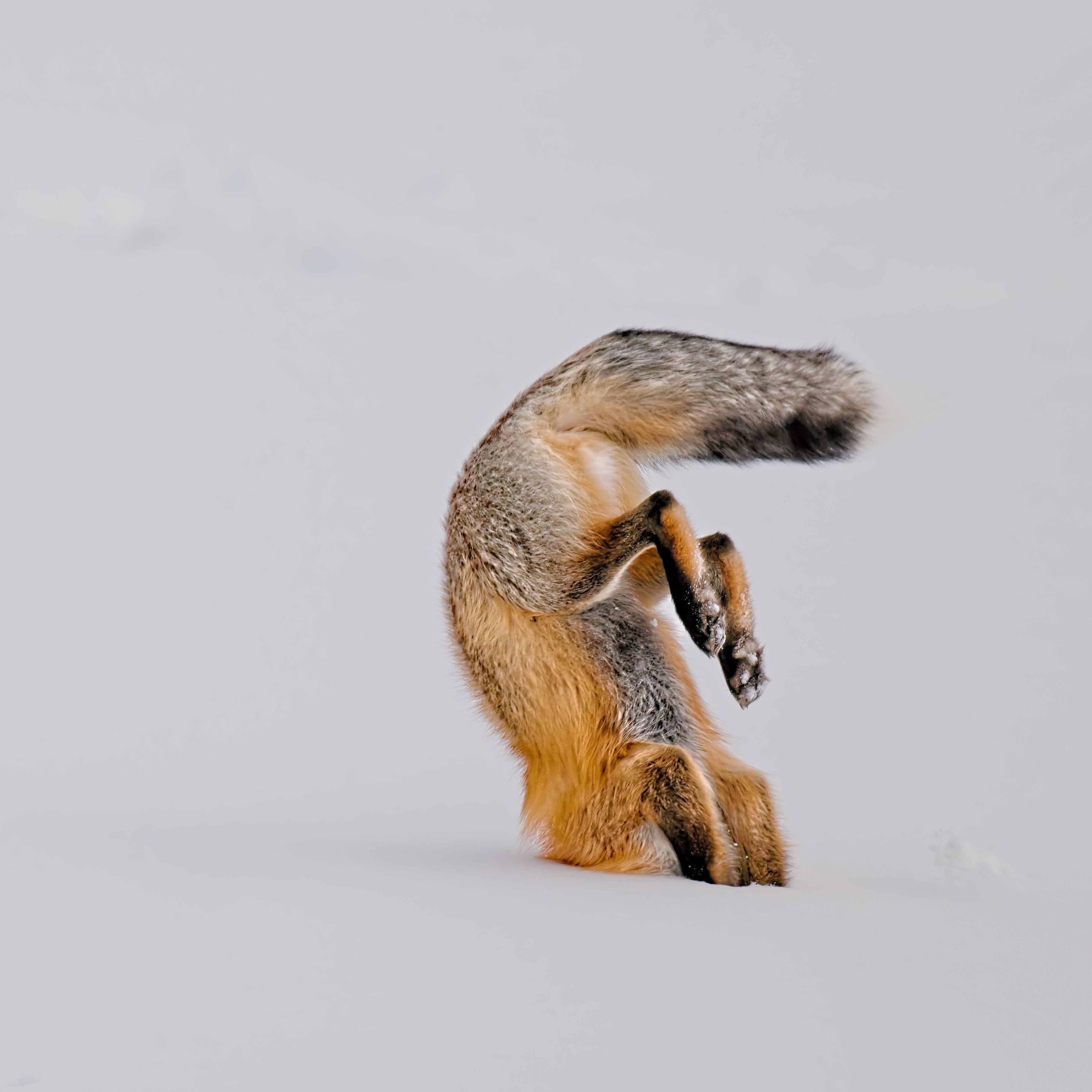 Red Fox hunting for voles