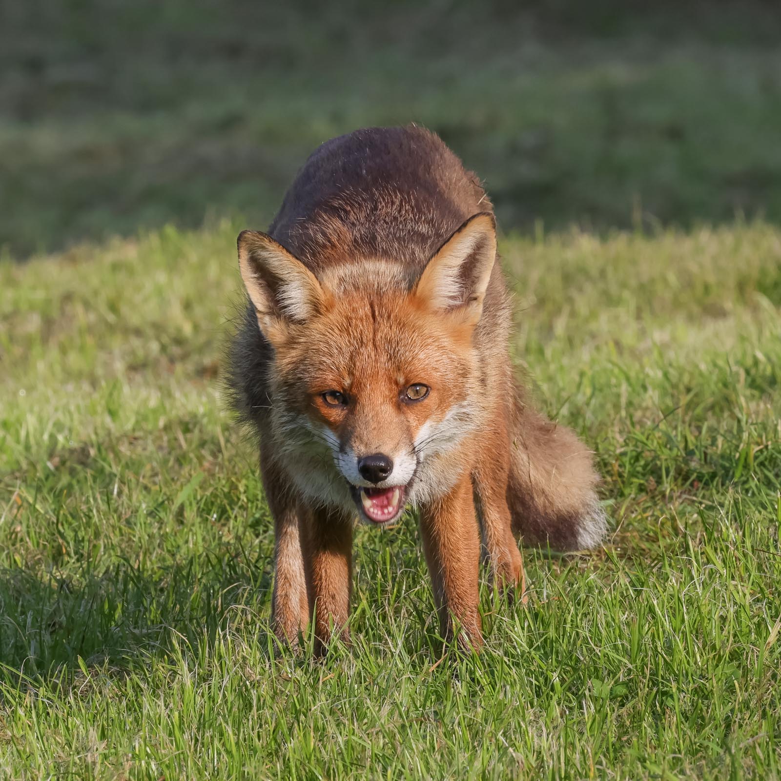 Red Fox