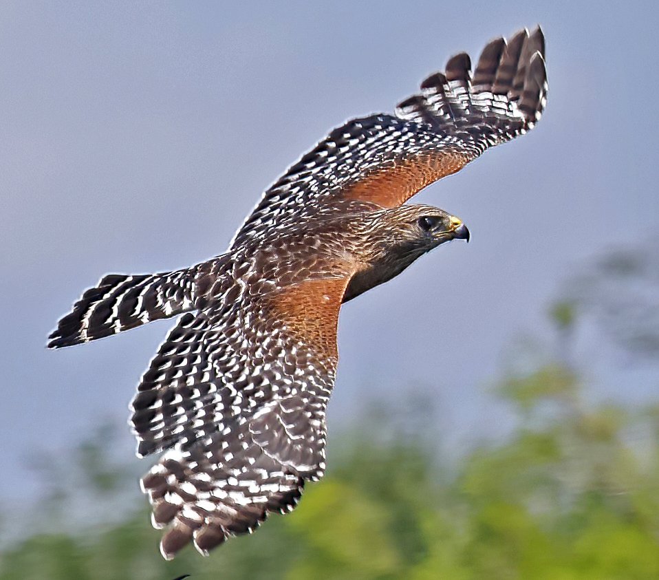 Red Shouldered Hawk.jpg