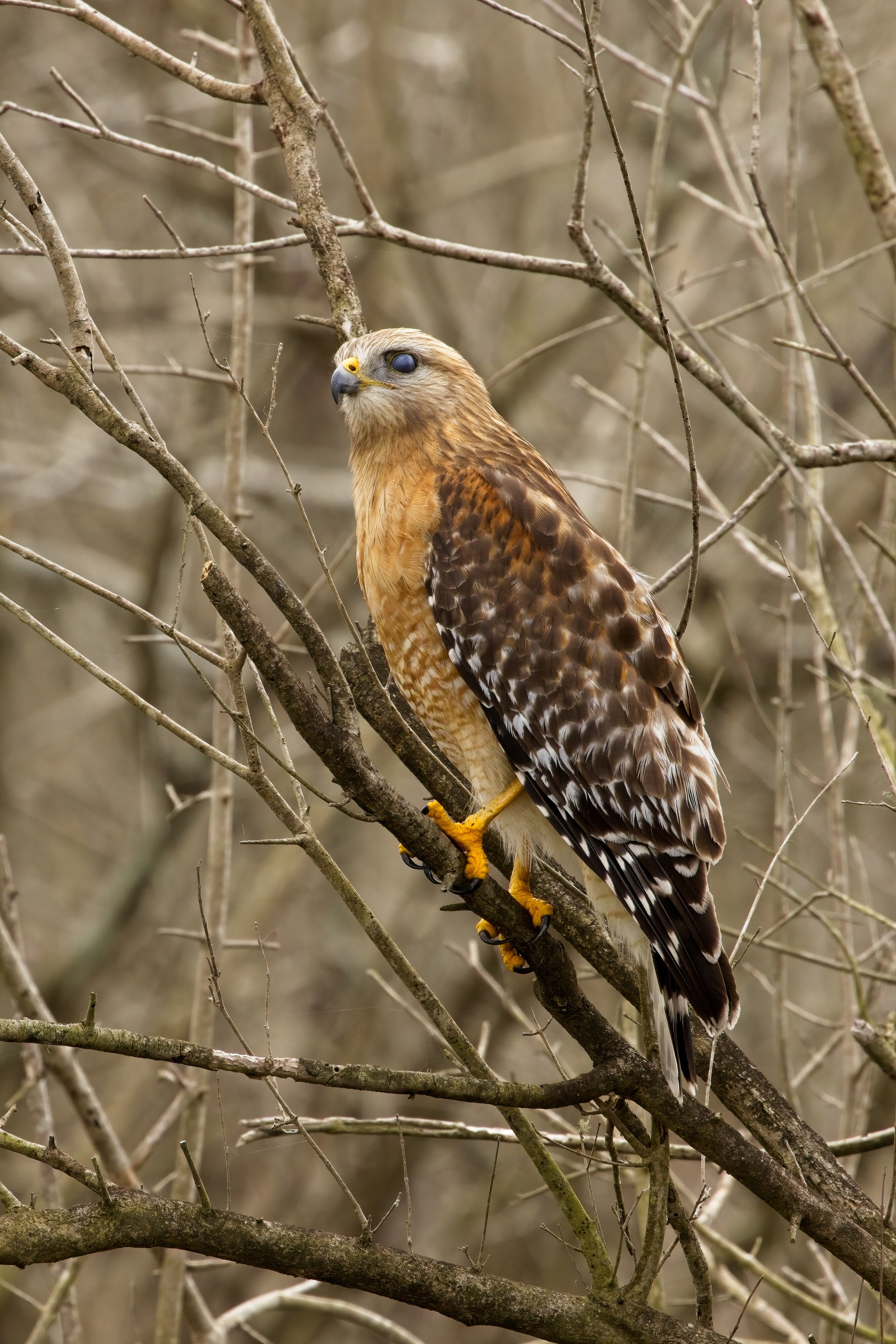 Red-Shouldered Hawk