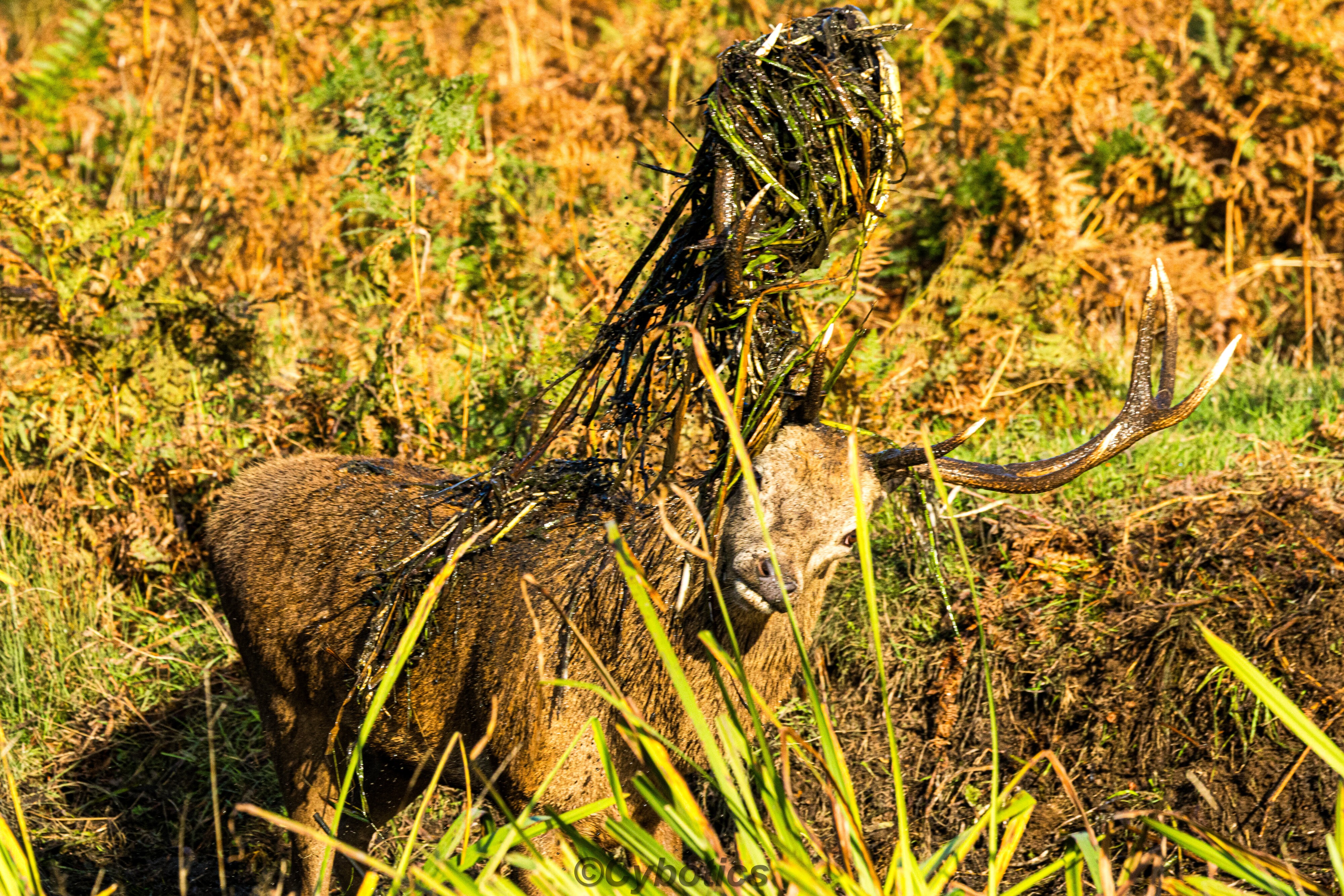 Red stag hair style. The Rut Bushy Park