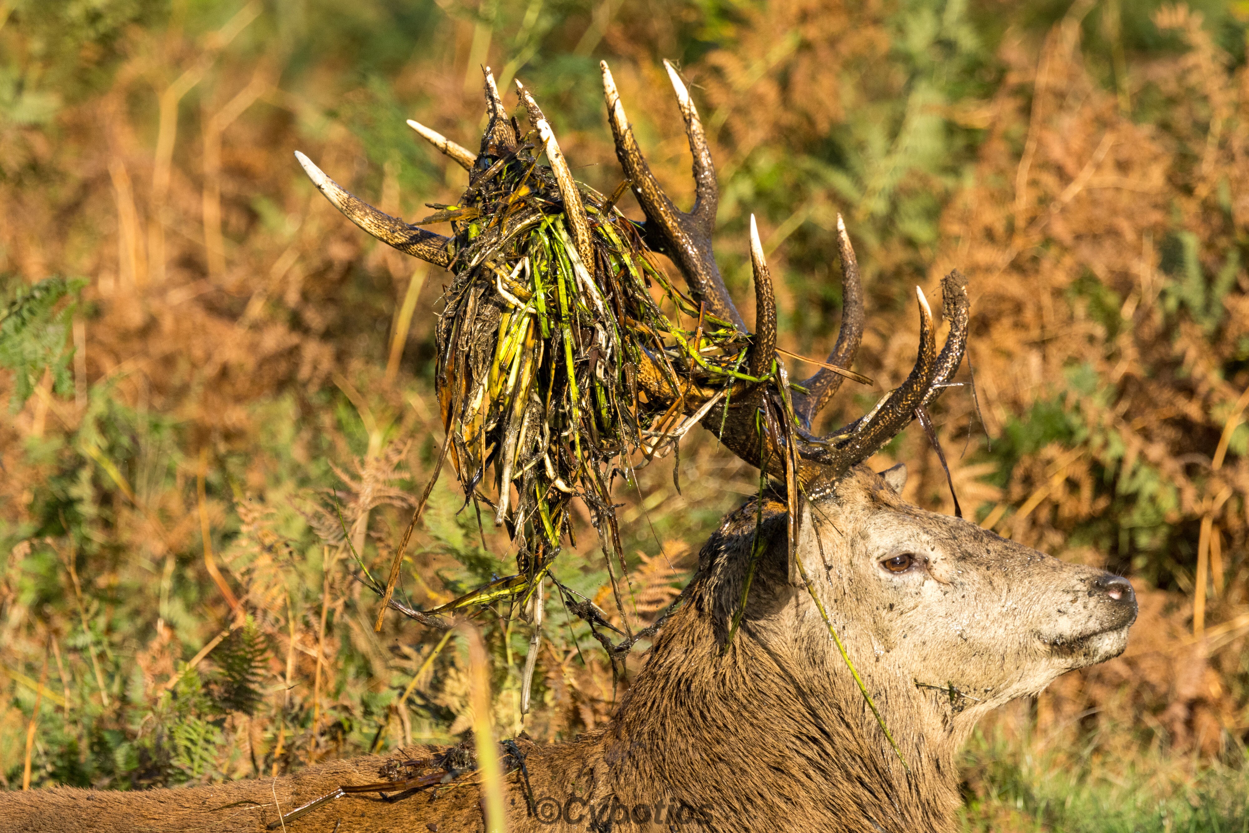 Red Stag