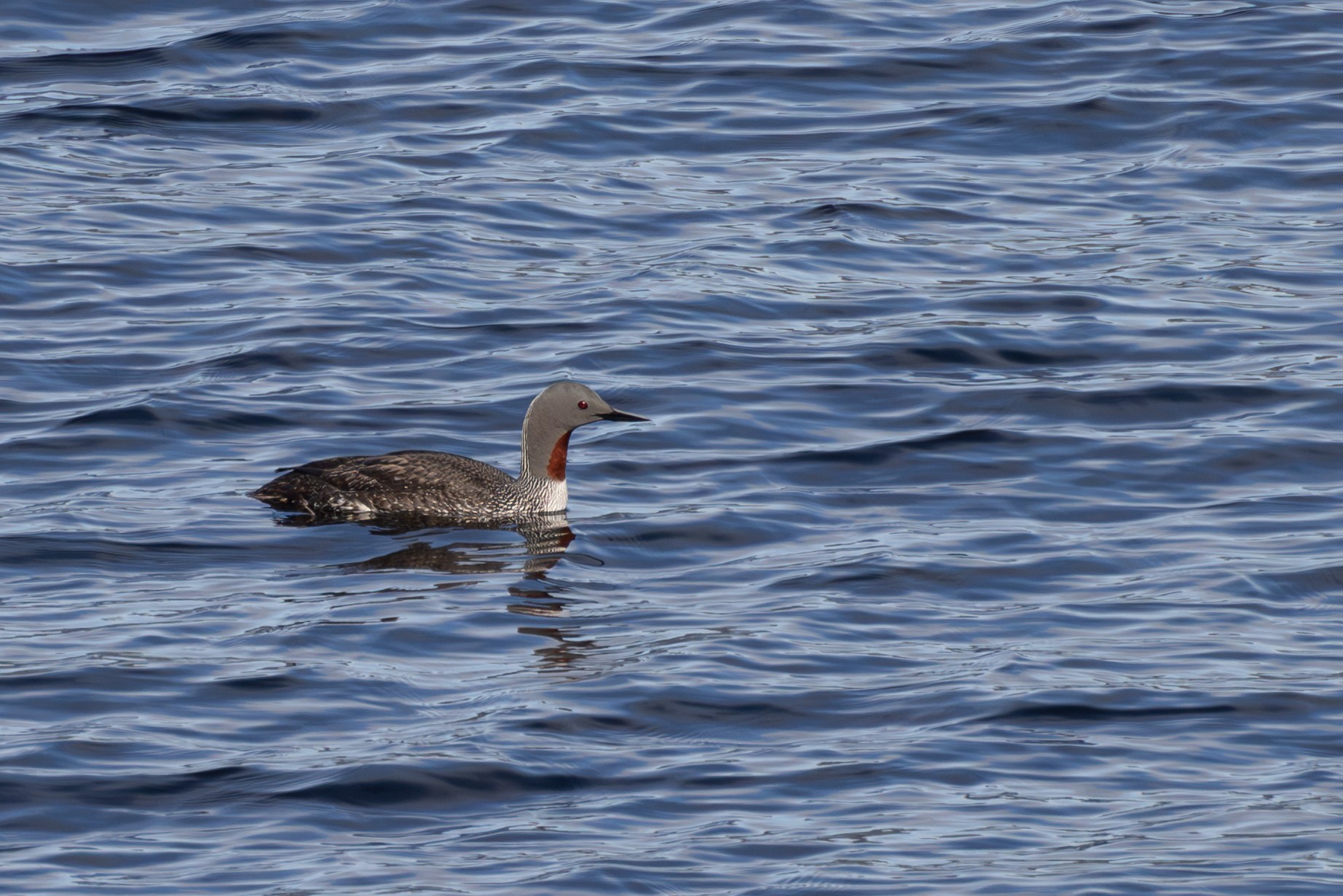 Red-Throated Loon