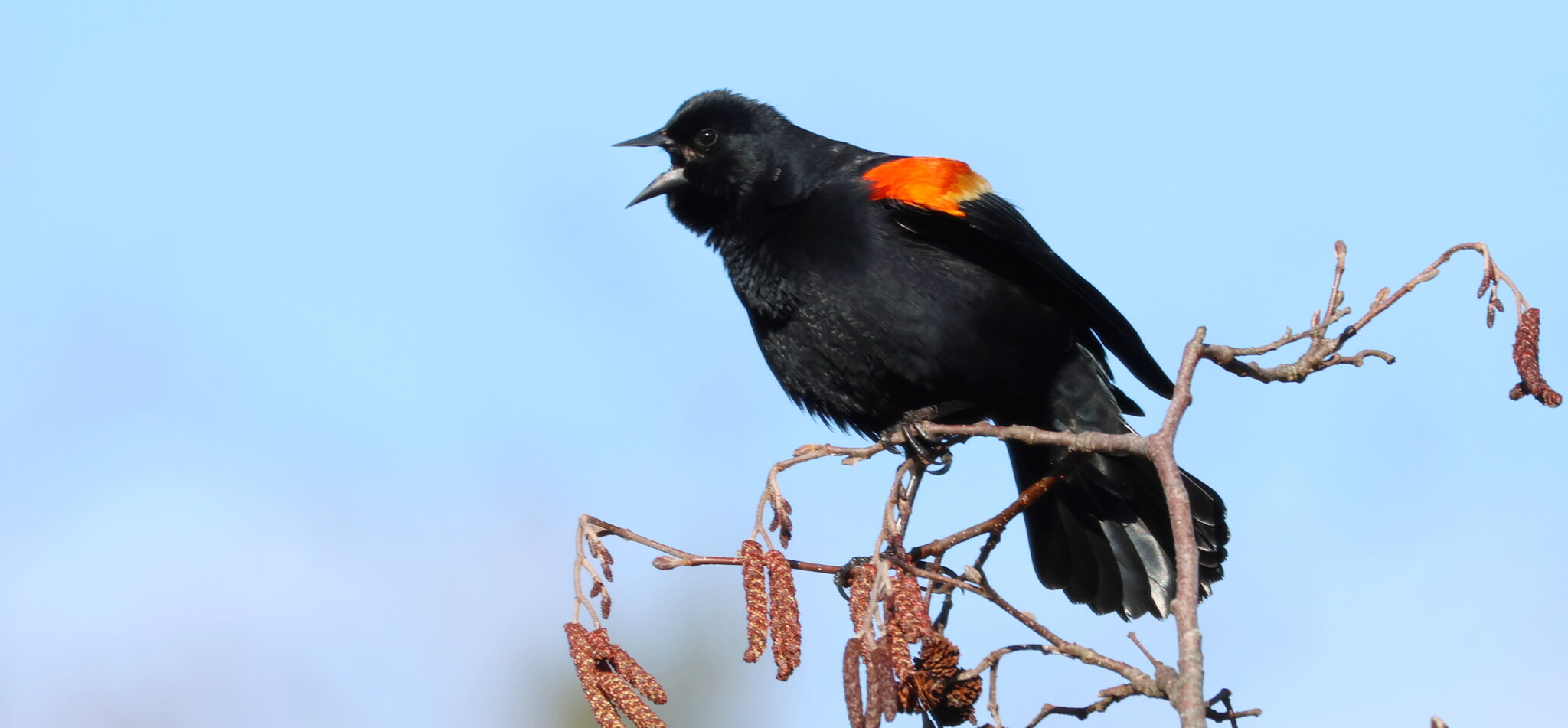 red wing blackbird.JPG