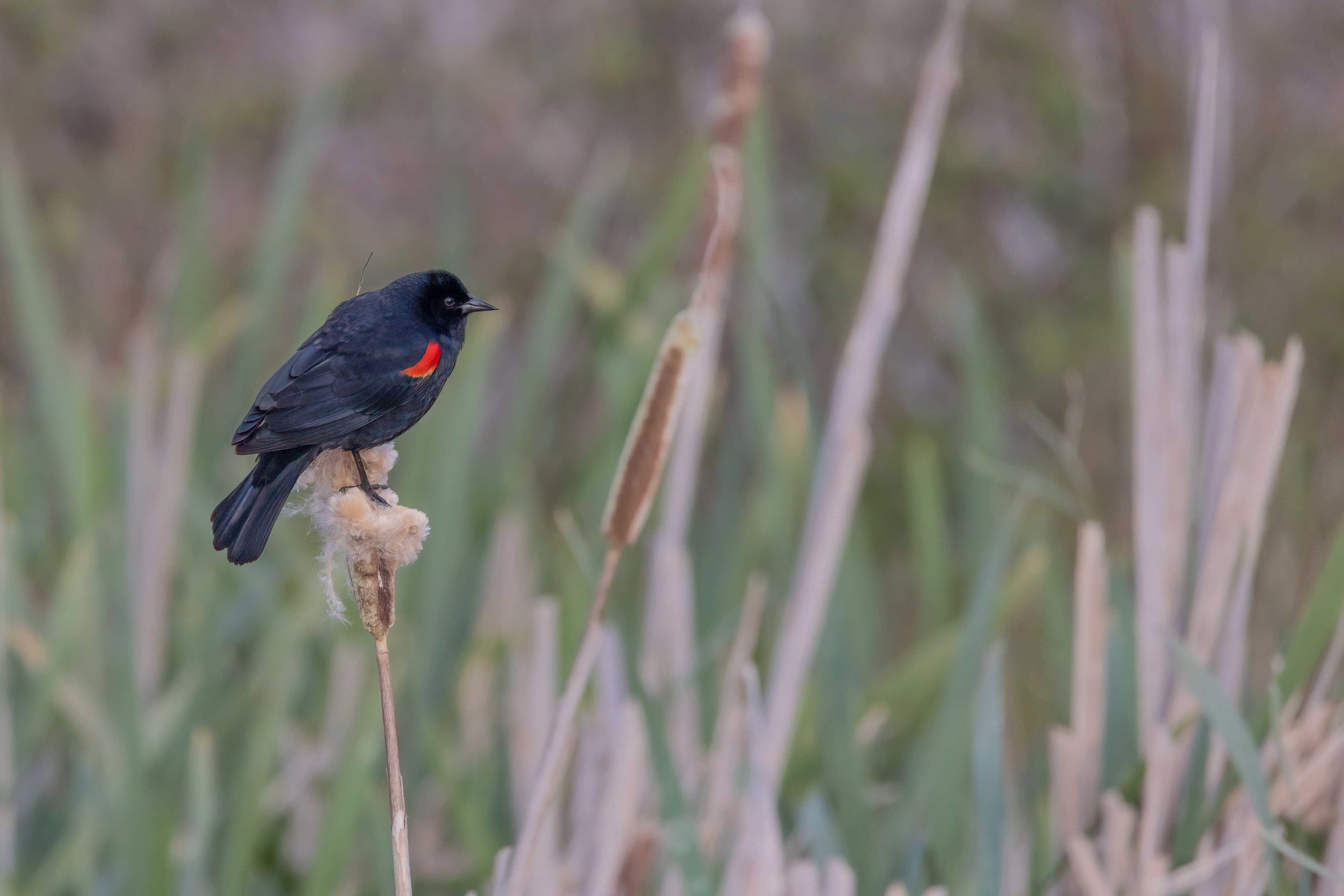 Red Wing Blackbird