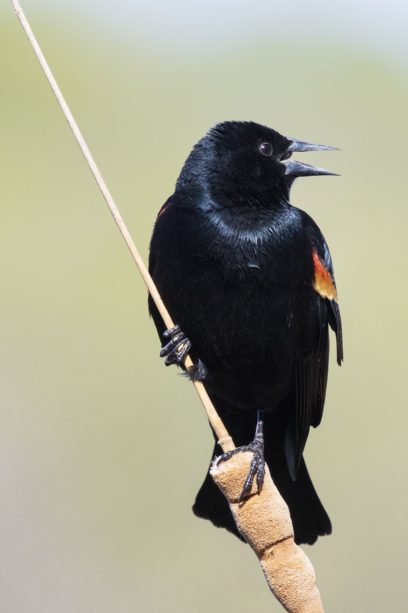 Red-Winged Balckbird-7N8A7351-W.jpg