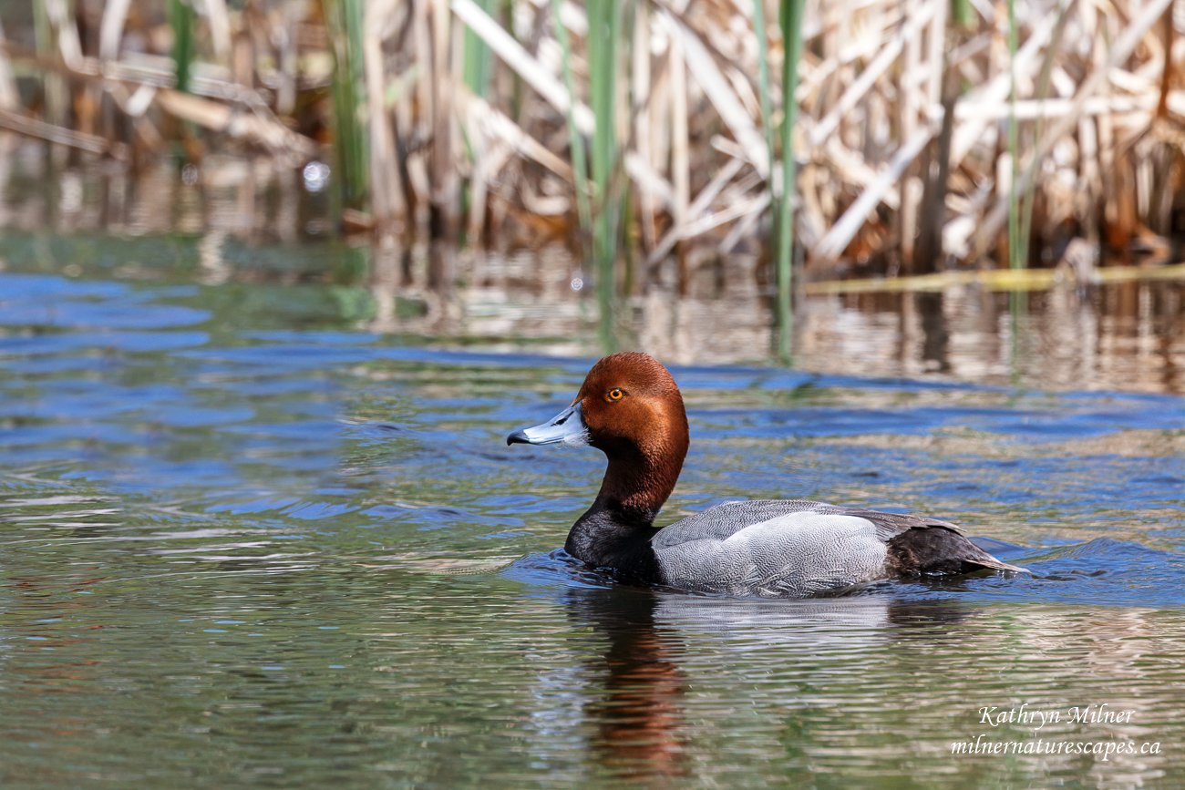 Redhead Duck.jpg