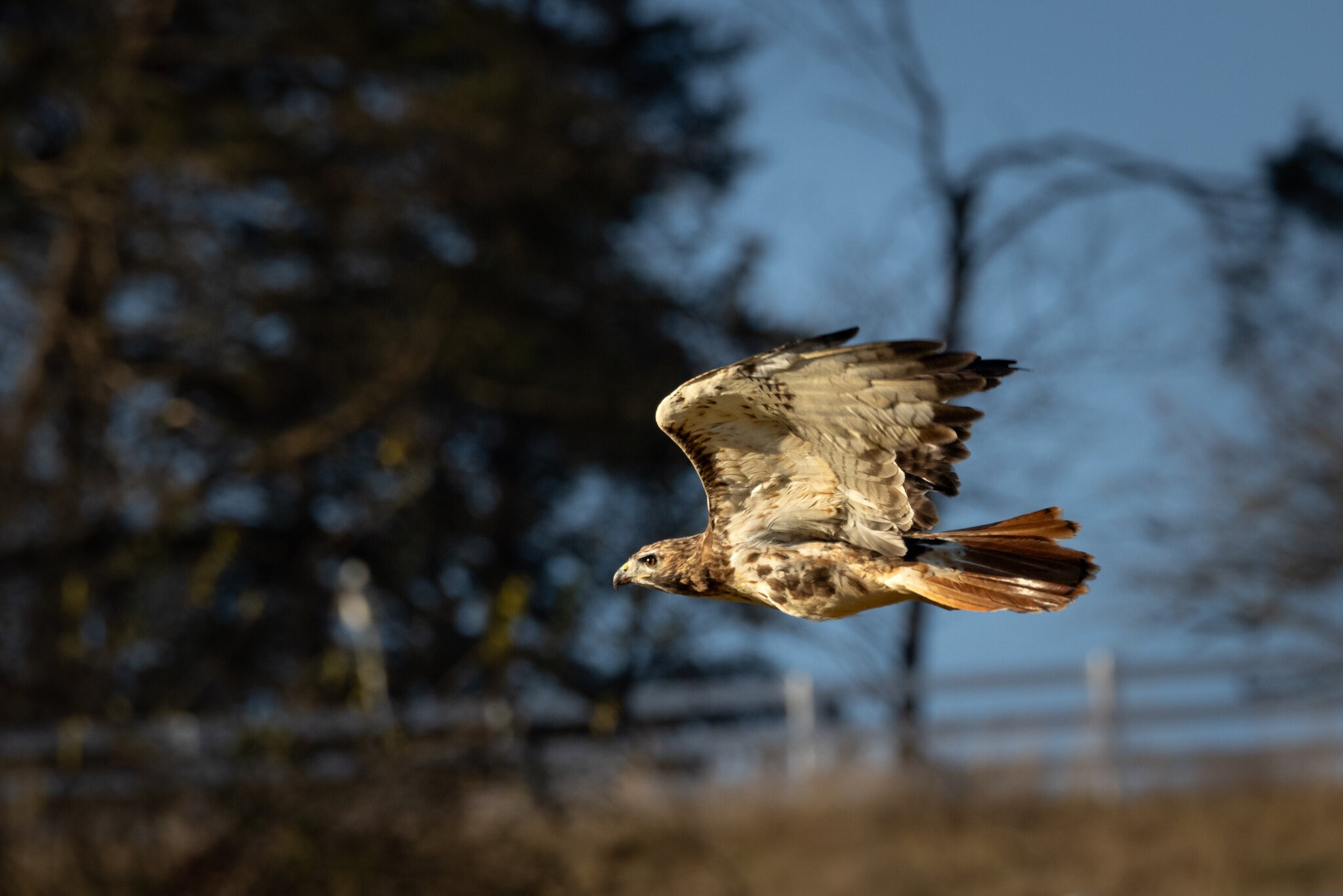 RedtailedHawk-1.jpg