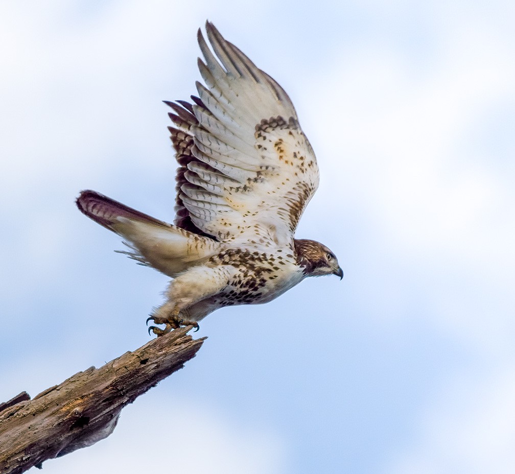 RedTailHawk9774.jpg | Canon RF Shooters Forums