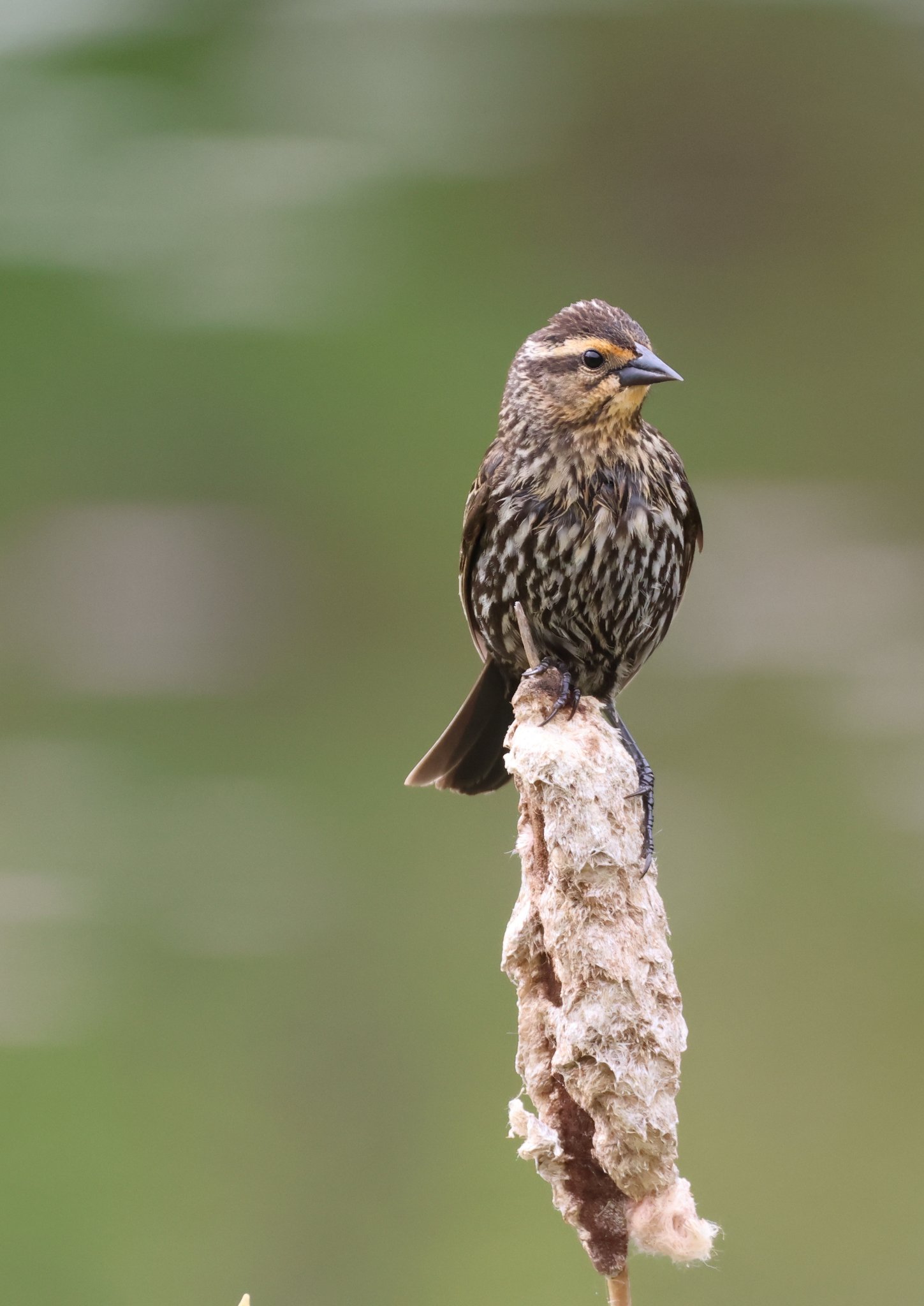 redwing blackbird.JPG