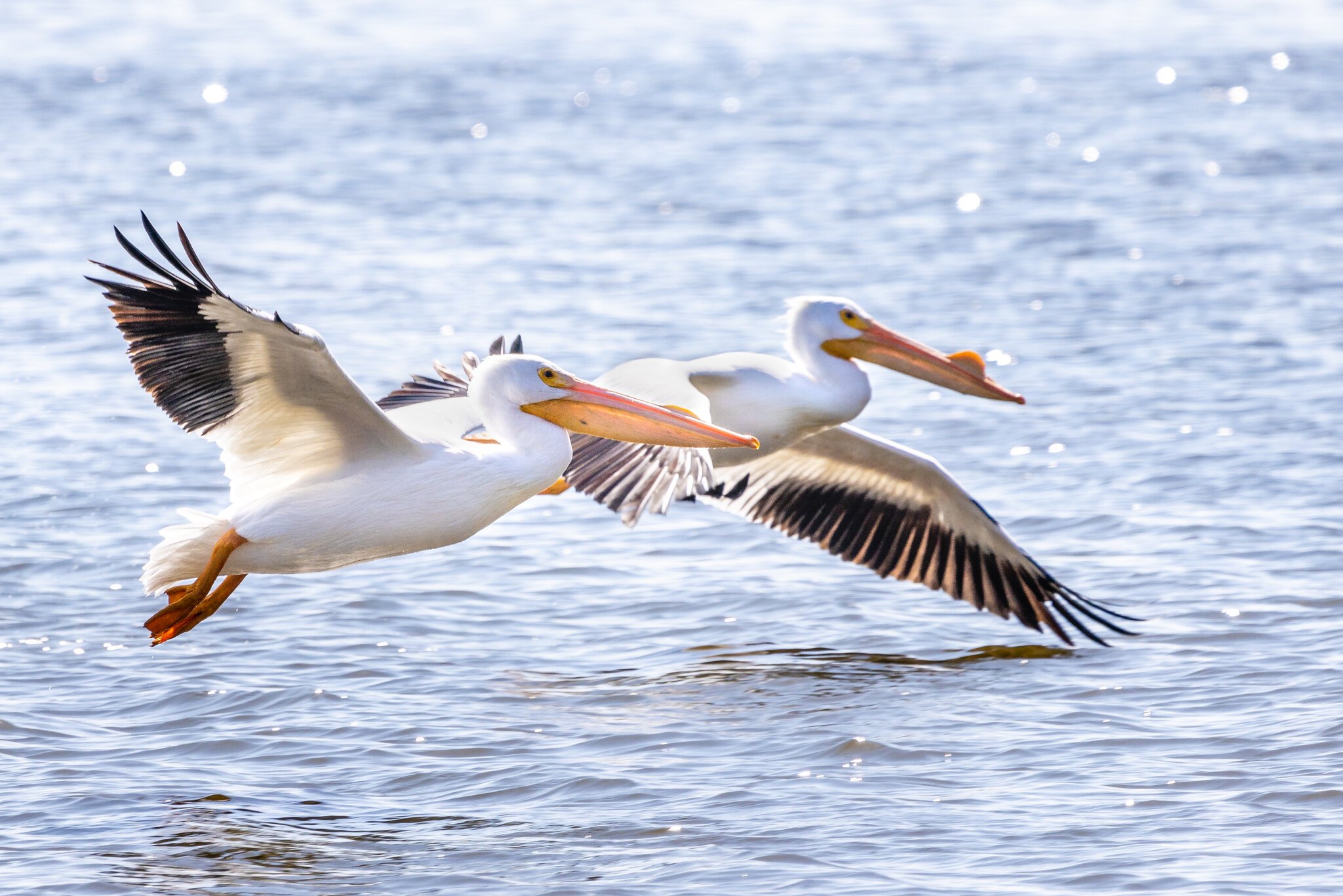 Reelfoot 8 (1 of 1).jpg