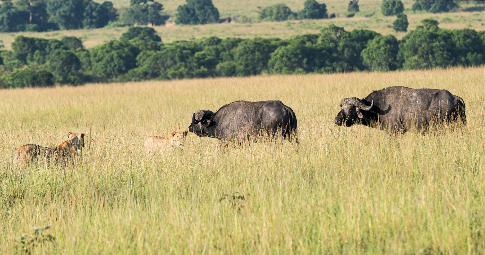 Reinforcements arrive , Masai Mara Kenya.jpg