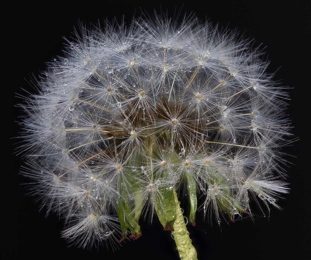 RF Macro Dandelion.jpg