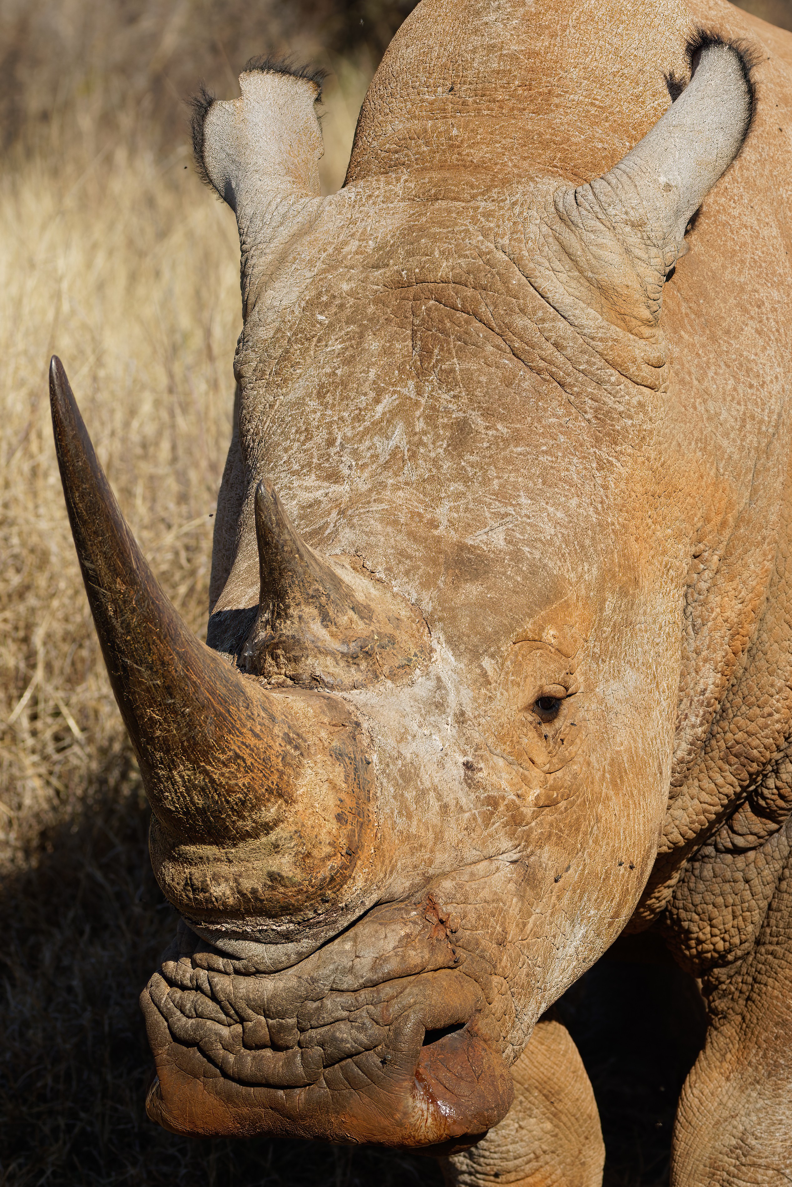 Rhinoceros Face.jpg