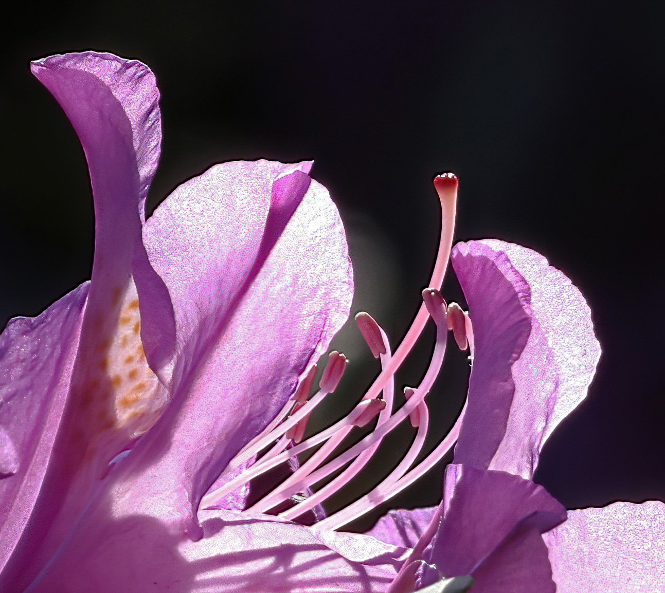 Rhododendron-1