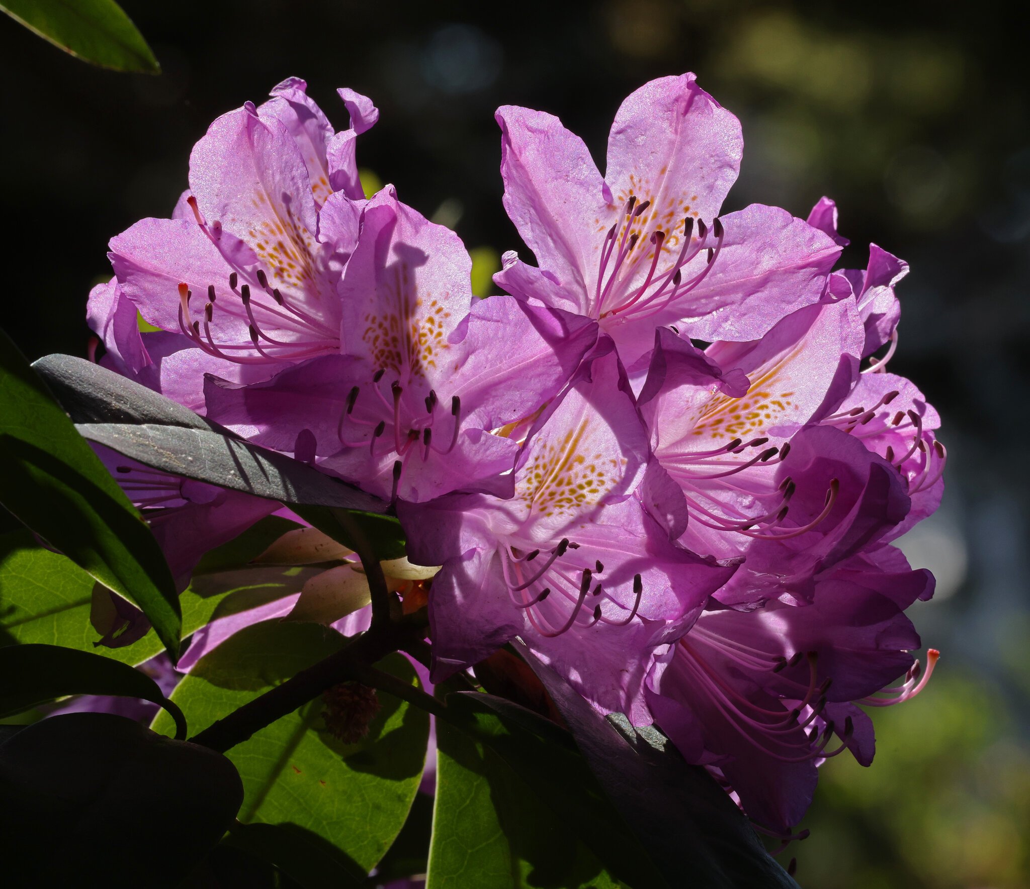 Rhododendron-3