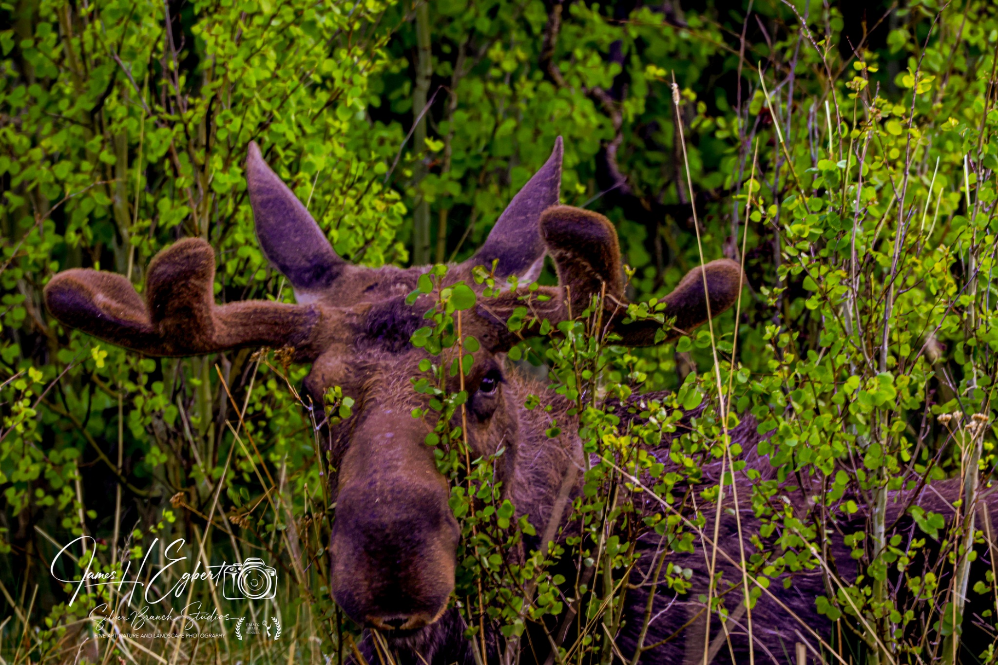 RMNP_05302026_MOOSE_CAMO_JHEL3455.jpg