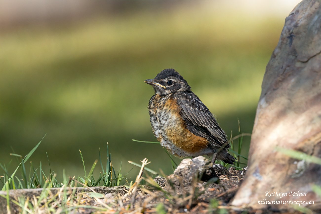 Robin - fledgeling.jpg