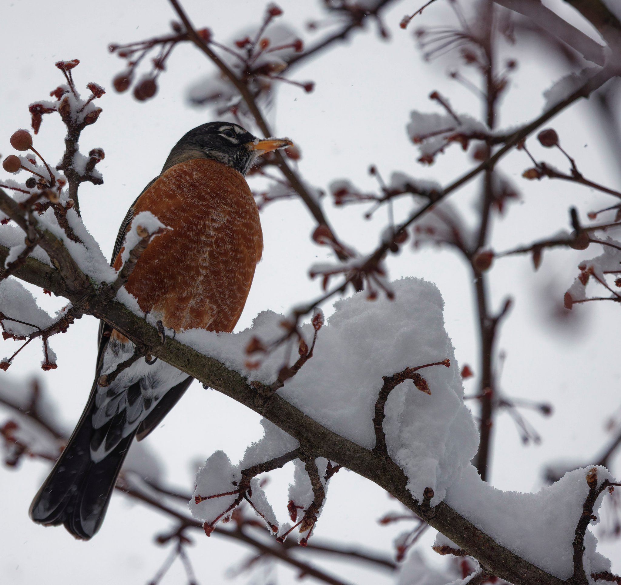 Robin in the snow.jpg