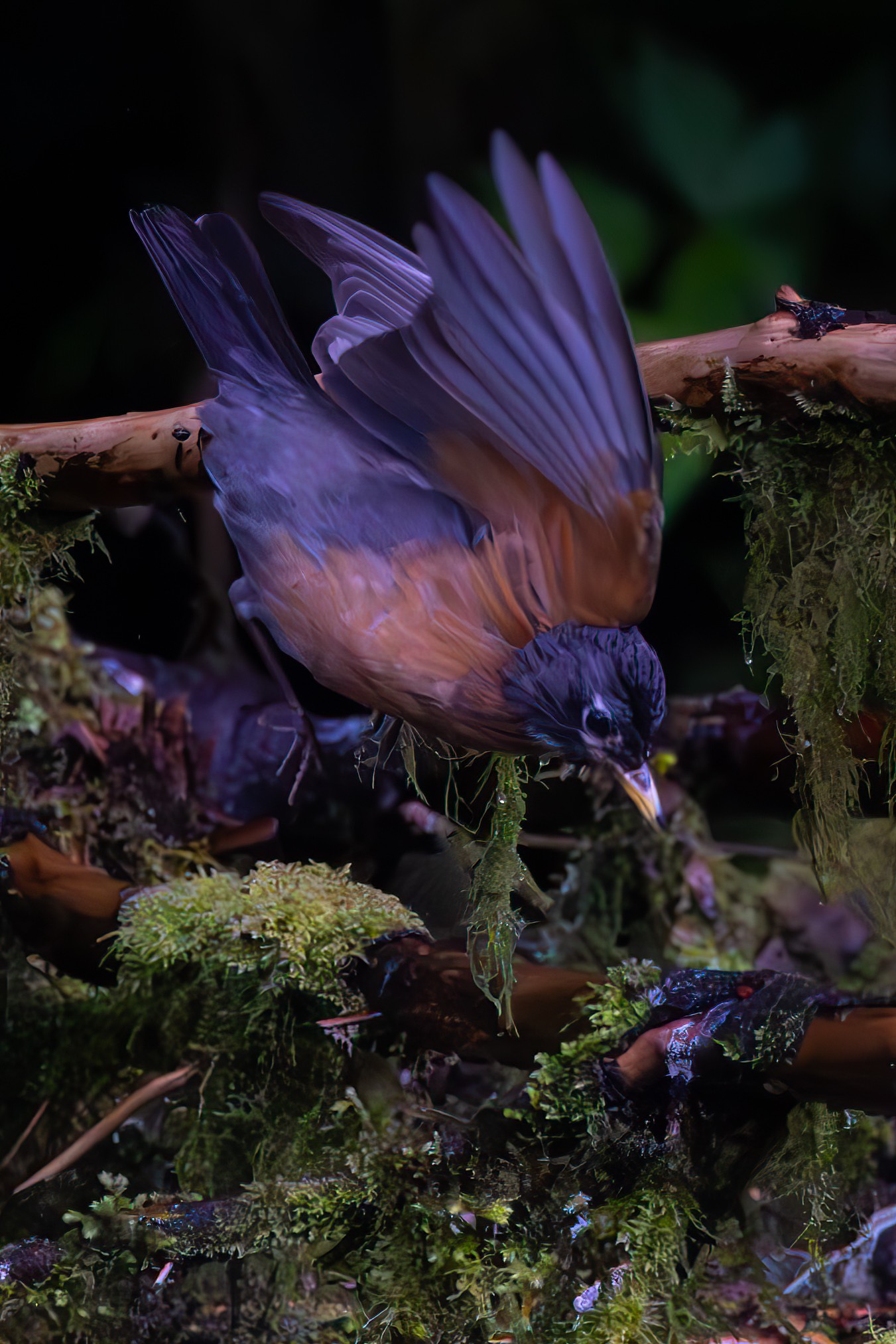 Robin looking for mayflies.