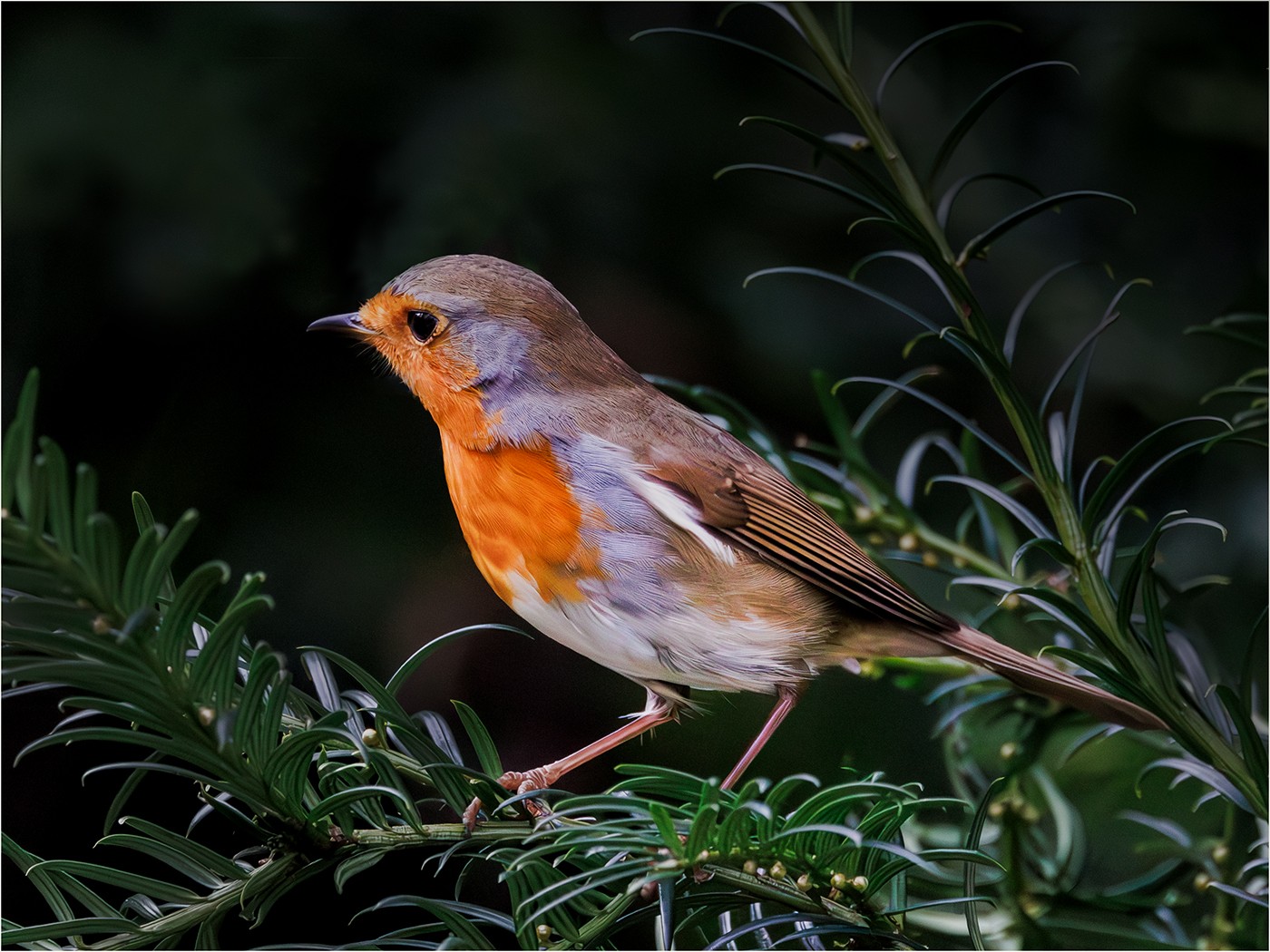 ROBIN RED BREAST By Rob Neal .jpeg | Canon RF Shooters Forums