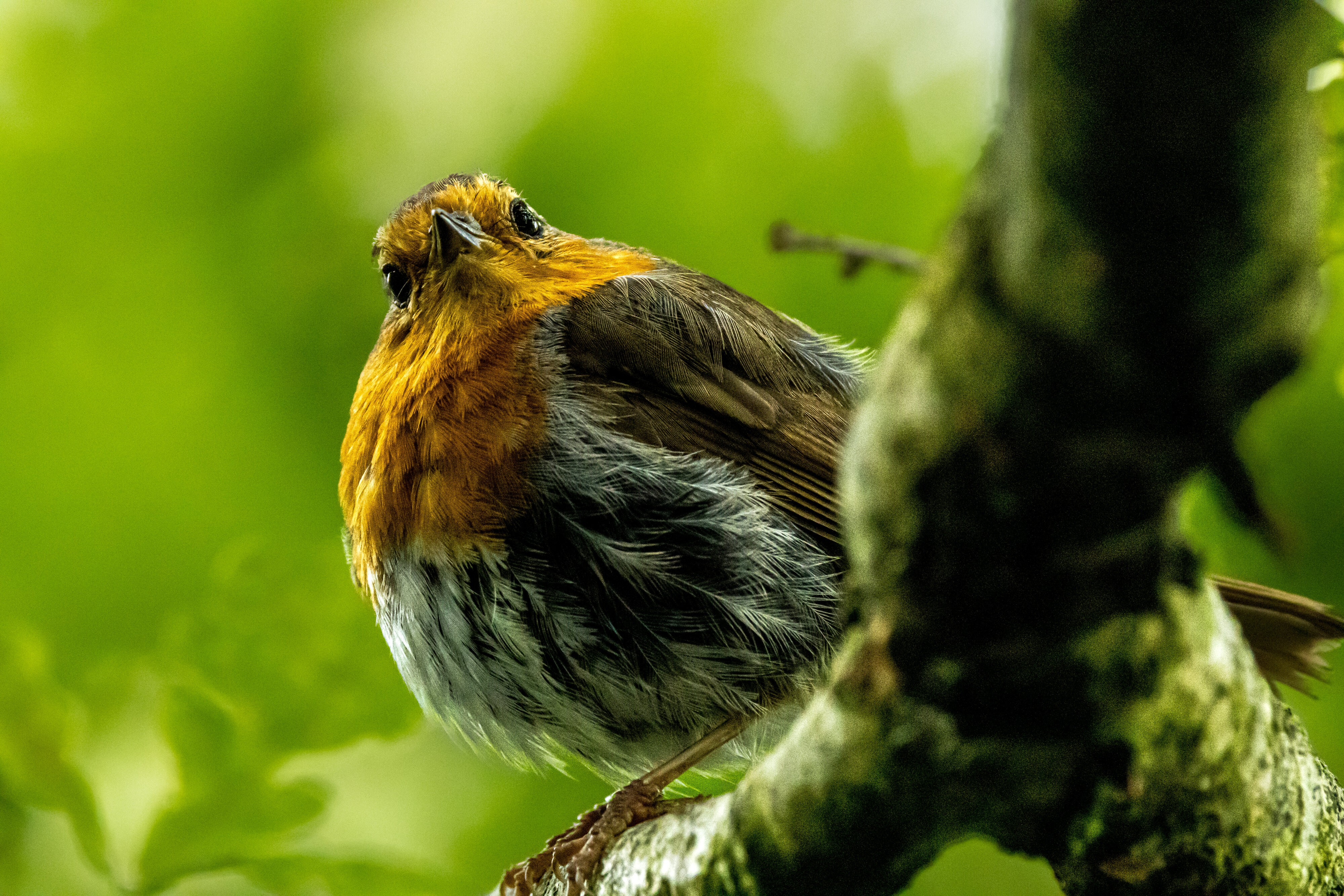 Robin | Canon RF Shooters Forums