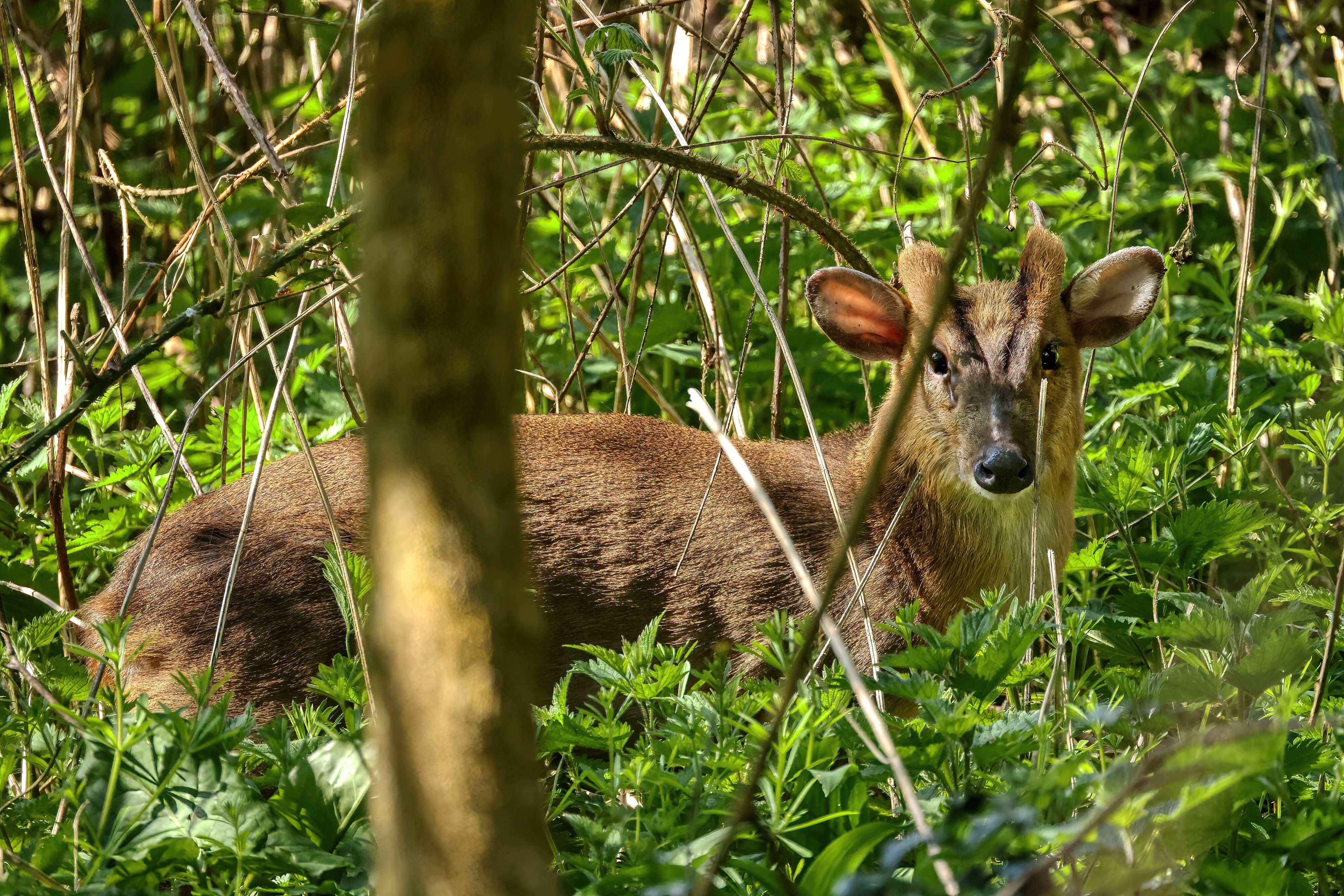 ROE DEER .jpg