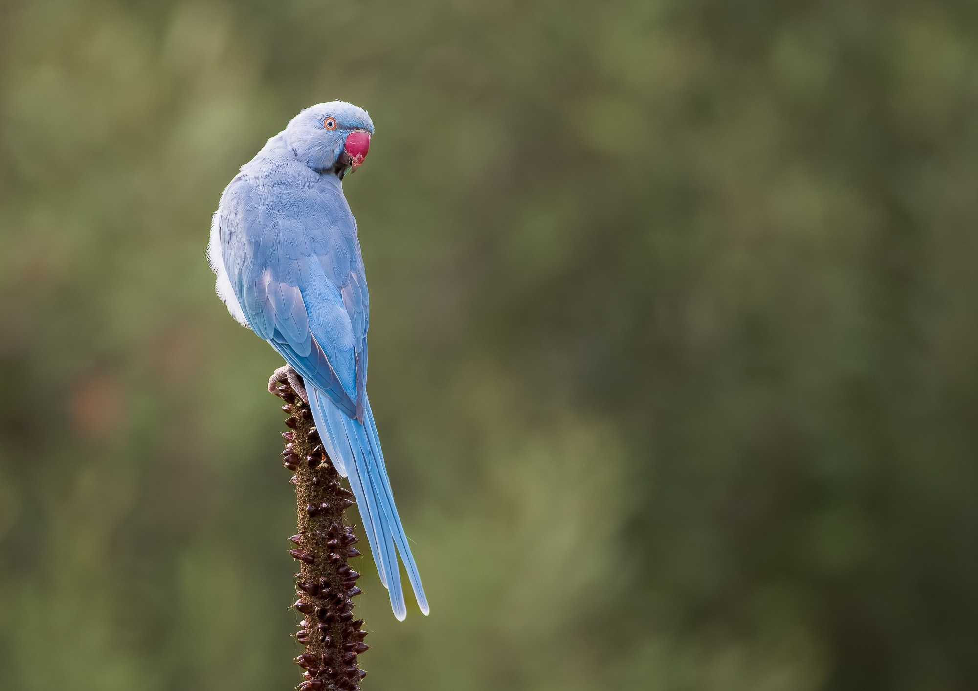 Rose-ringed Parakeet perched on an old Xanthorrhoea flower spike. Obviously an escapee: I shot first (R5 + RF 100-500) and then identified it!