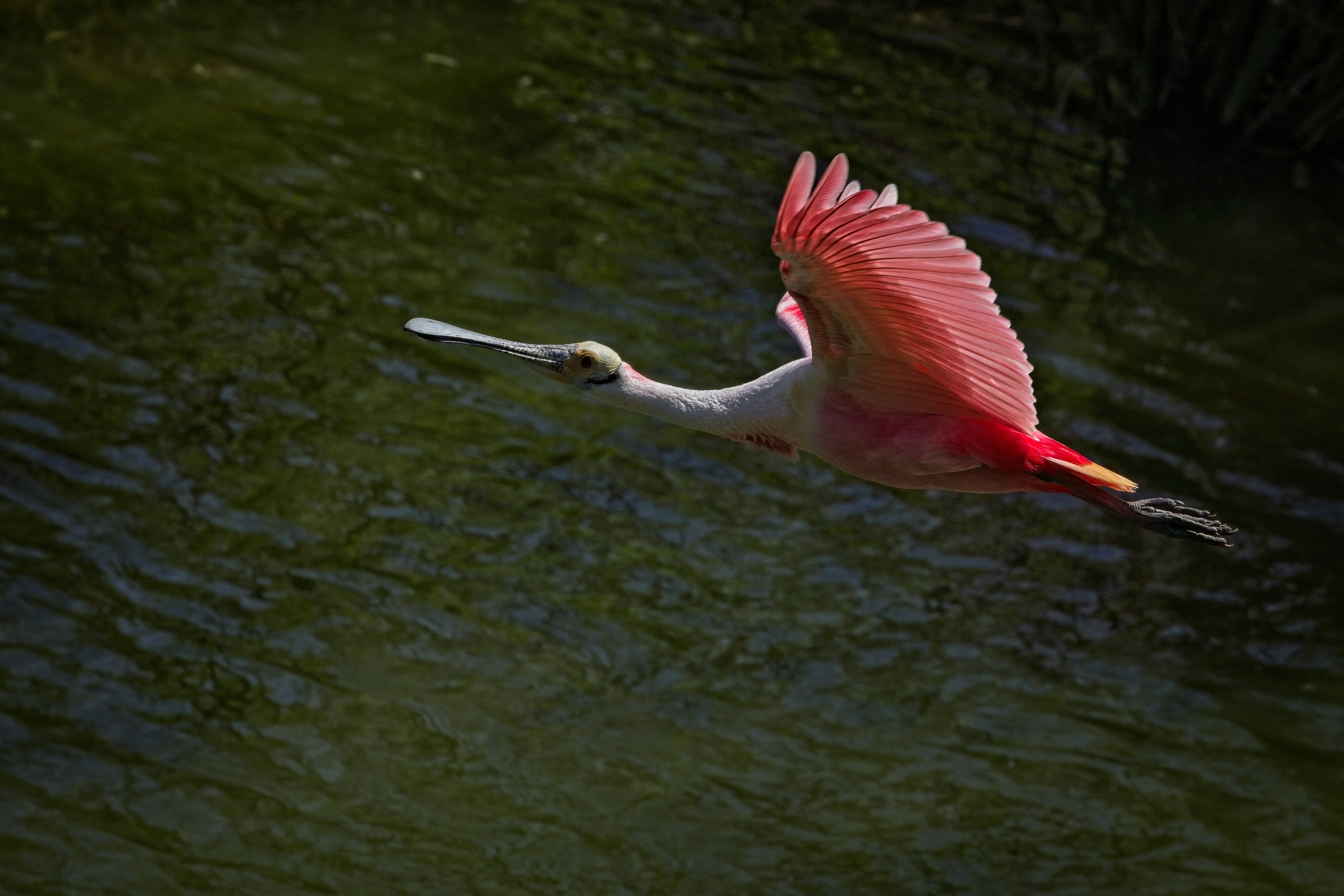 Roseate Spoonbill, Smith Oaks Rookery, High Island, TX