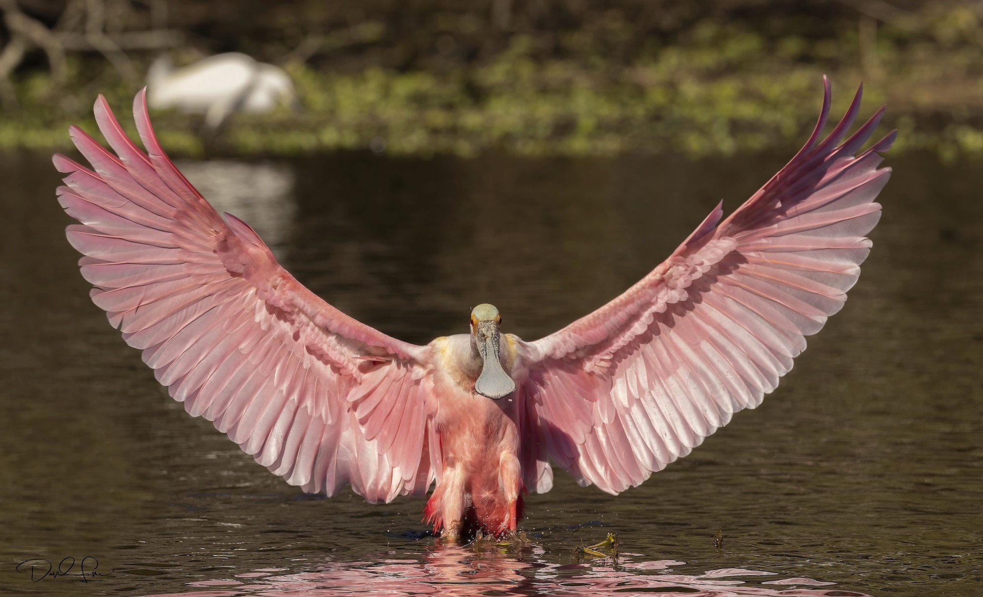 Roseate Spoonbill