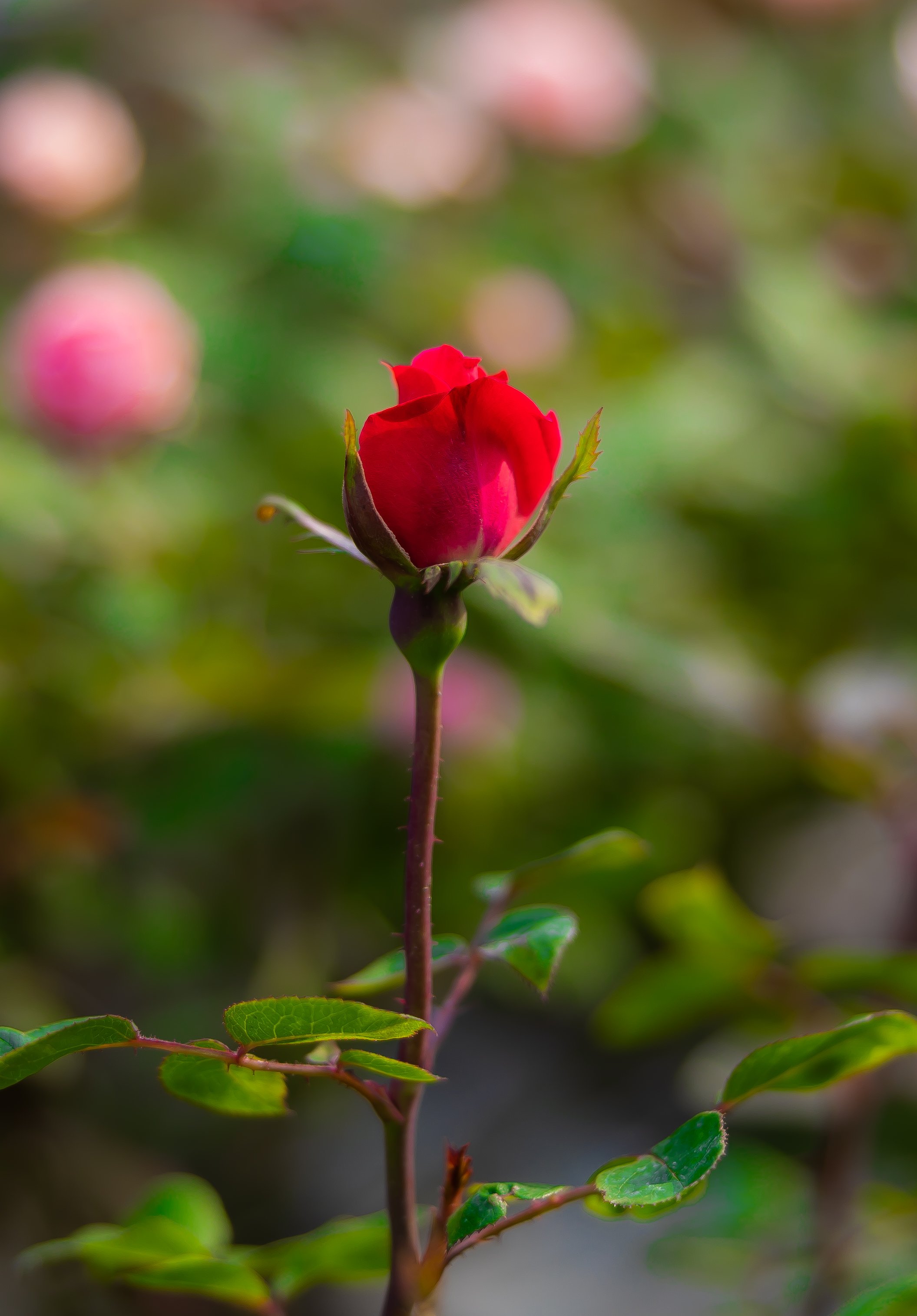 Rosebud