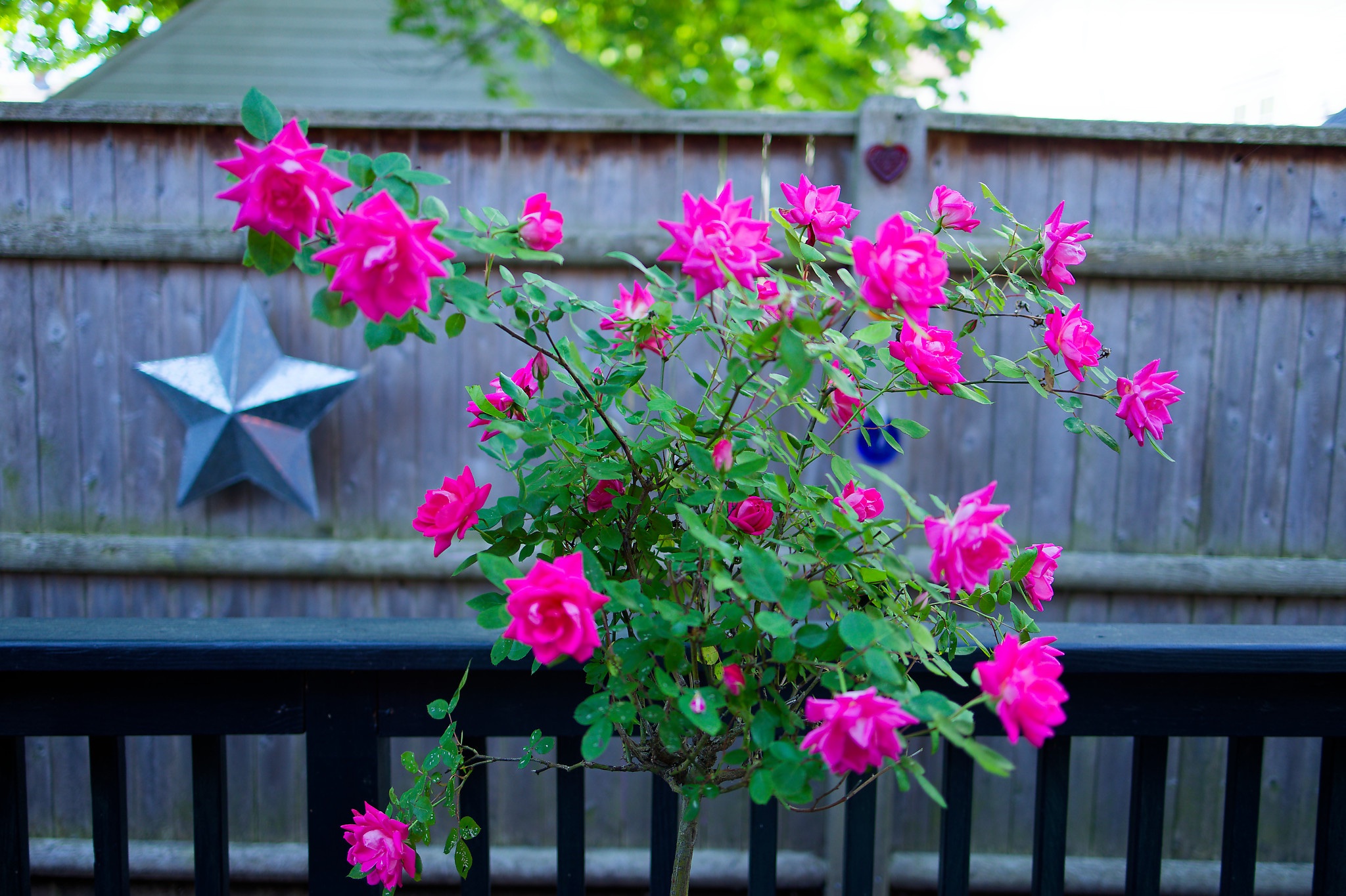 Roses in a pot.jpg