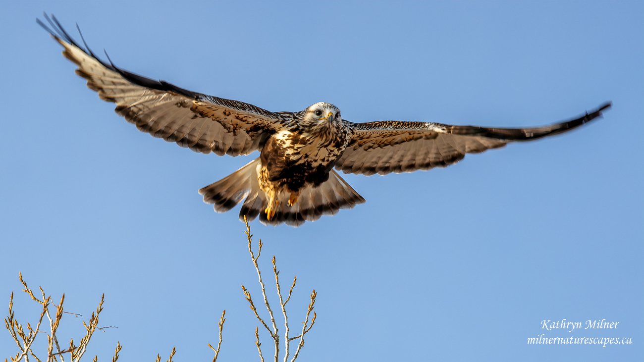 Rough-legged Hawk in flight.jpg