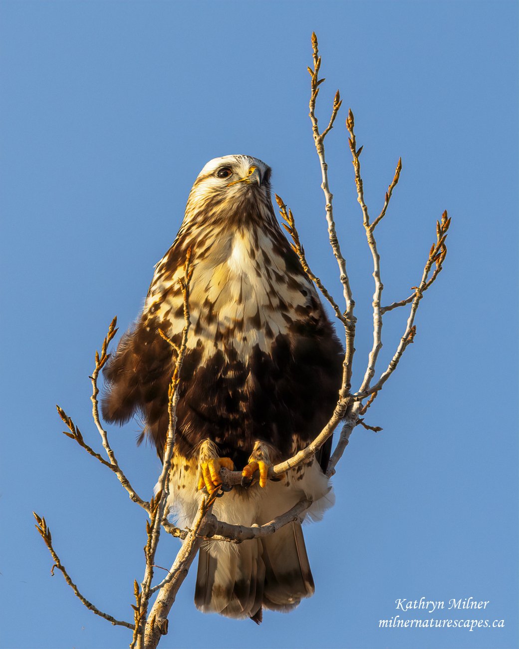 Rough-legged Hawk.jpg