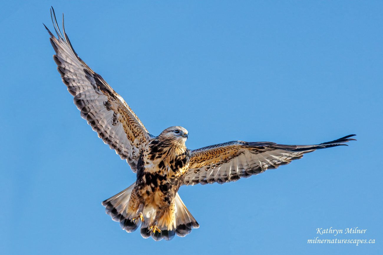 Rough-legged Hawk - light phase.jpg