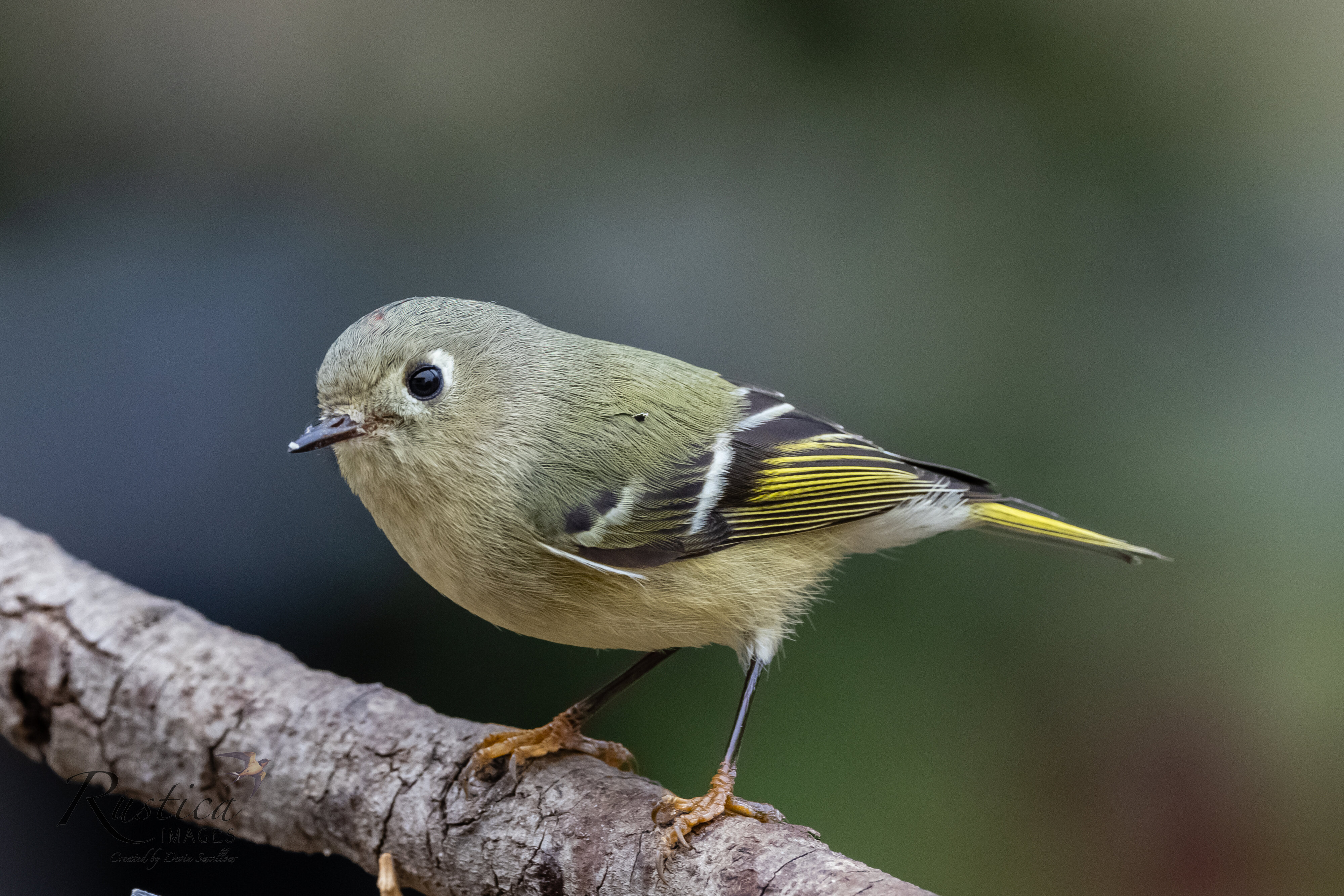 Ruby Crowned Kinglet (not alerted)