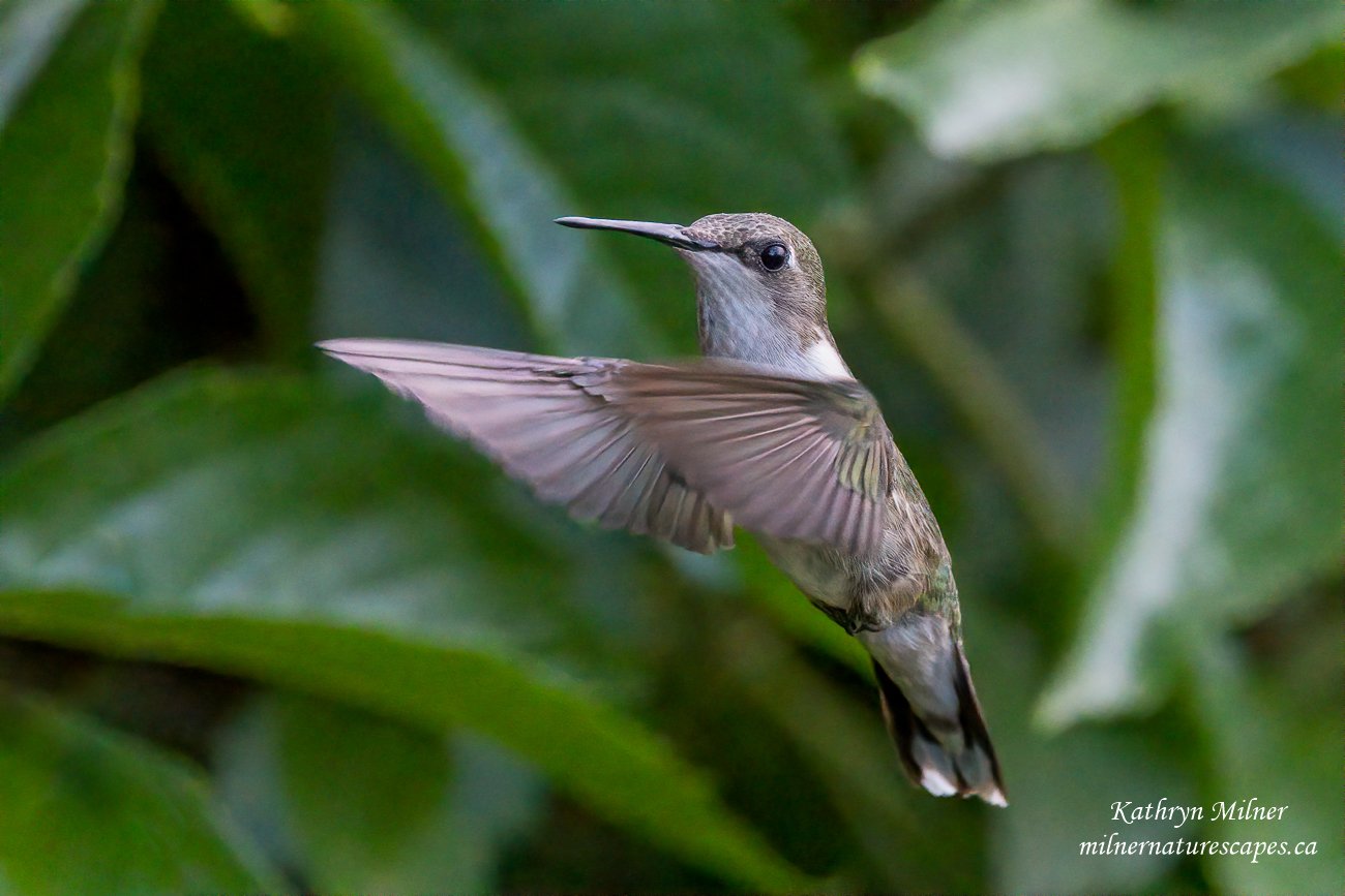 Ruby-throated Hummingbird, female.jpg
