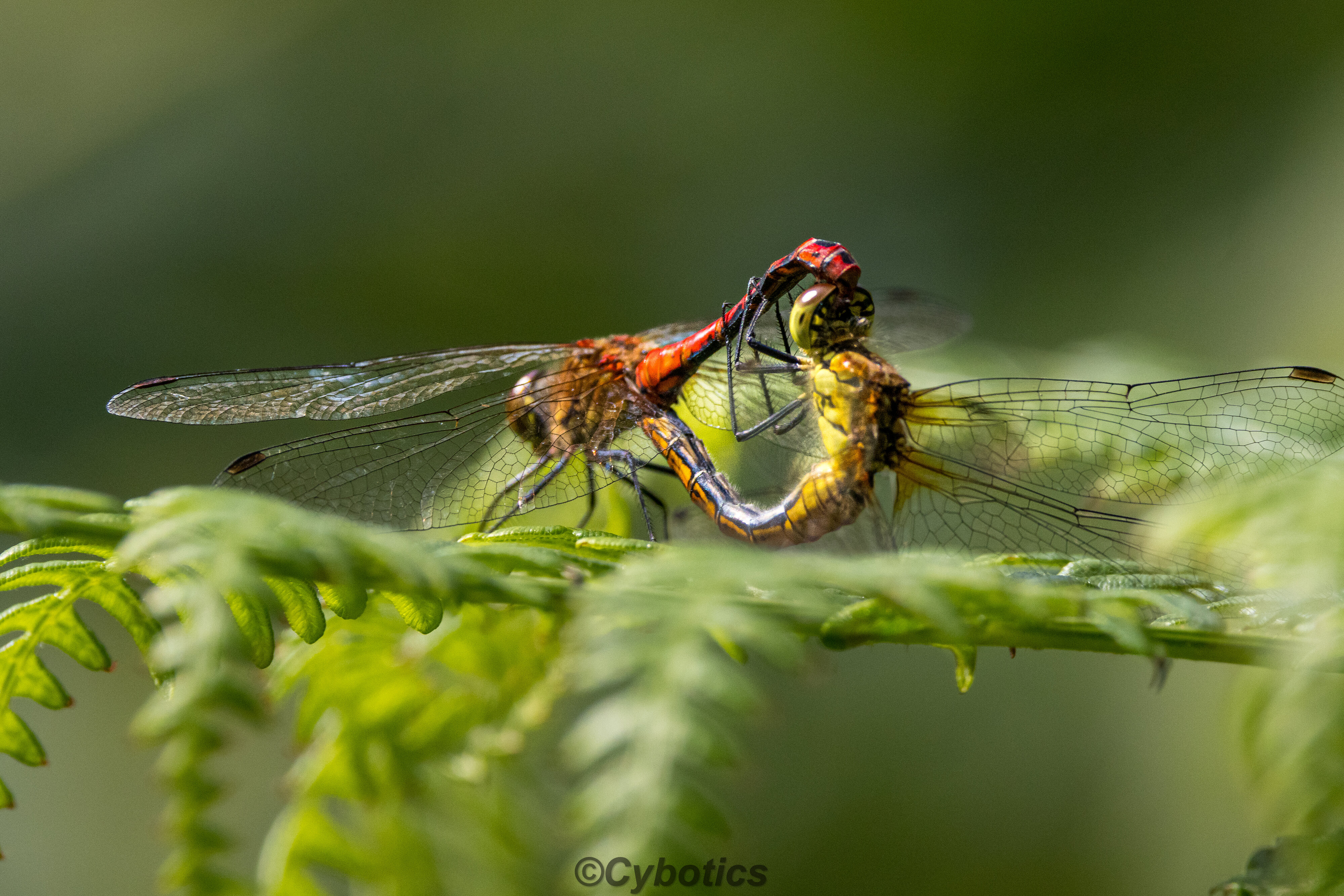 Ruddy Darters