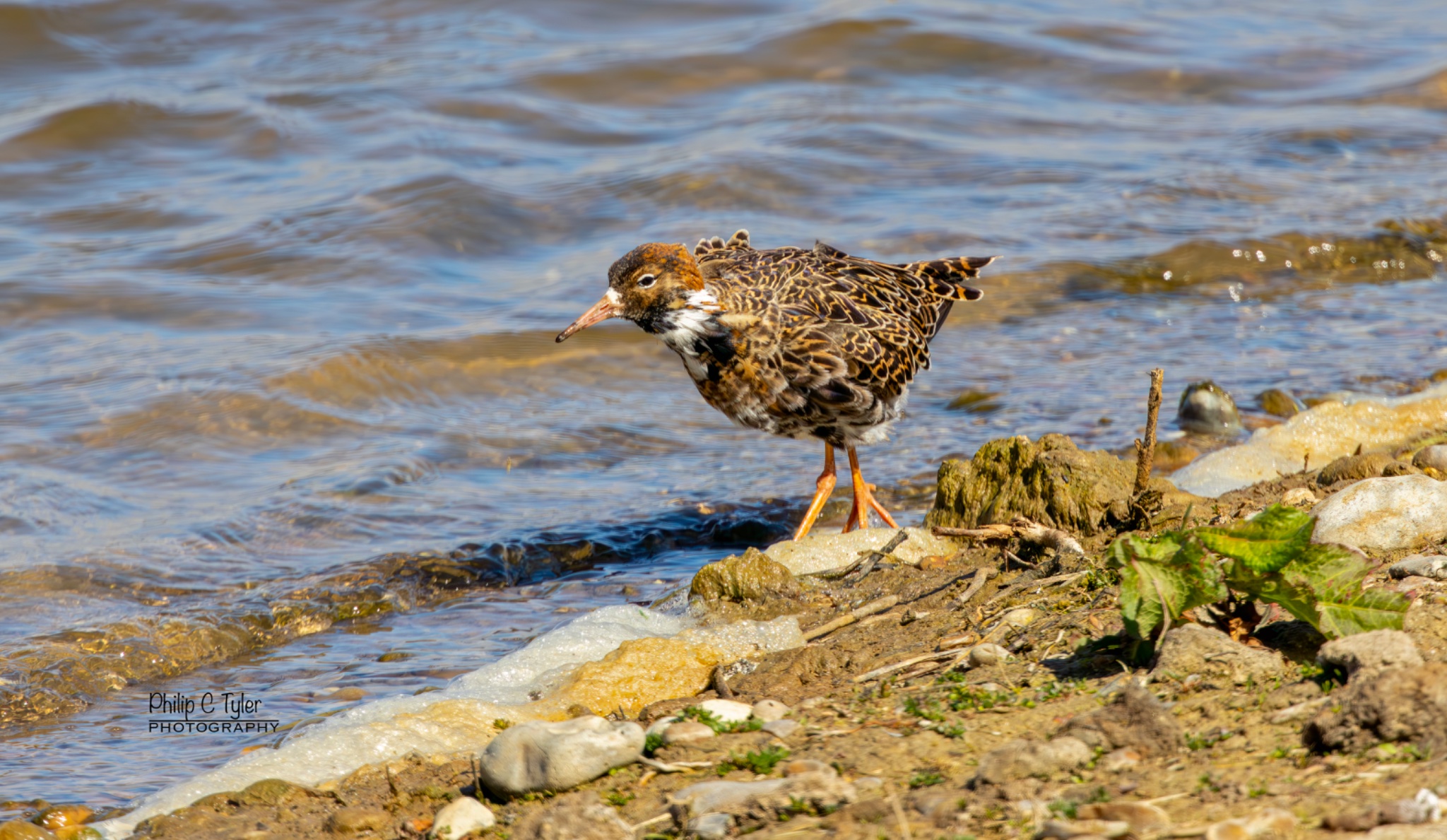 Ruff Minsmere R7-019887.jpg