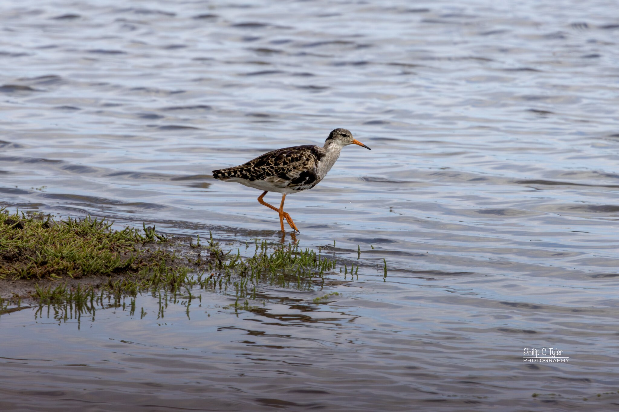 Ruff R7-019479-Enhanced-NR.jpg