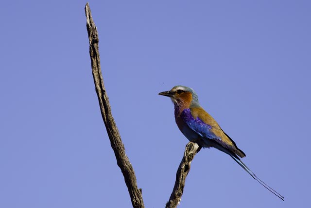 Rufous Crowned Roller.jpg