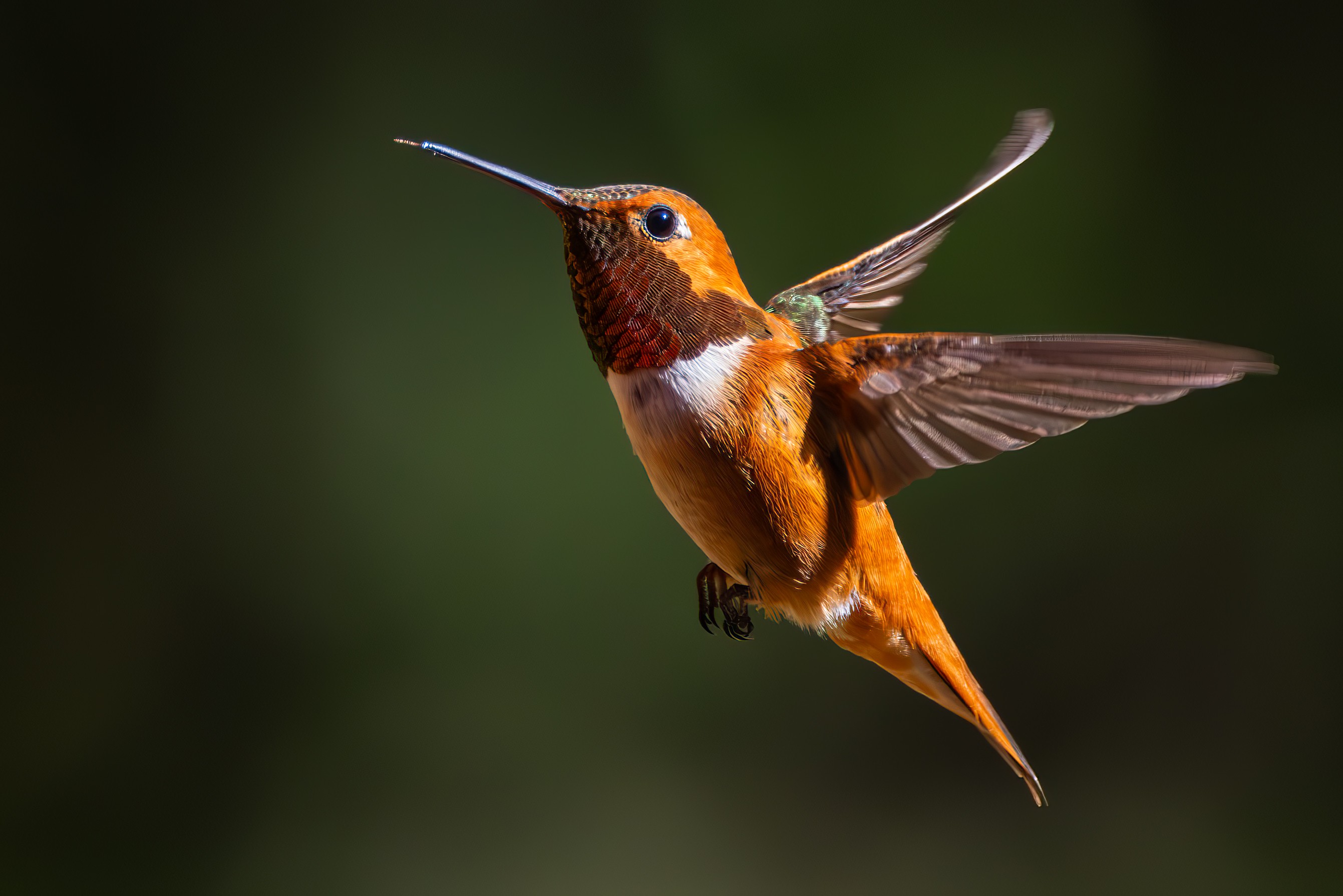 Rufous Hummingbird