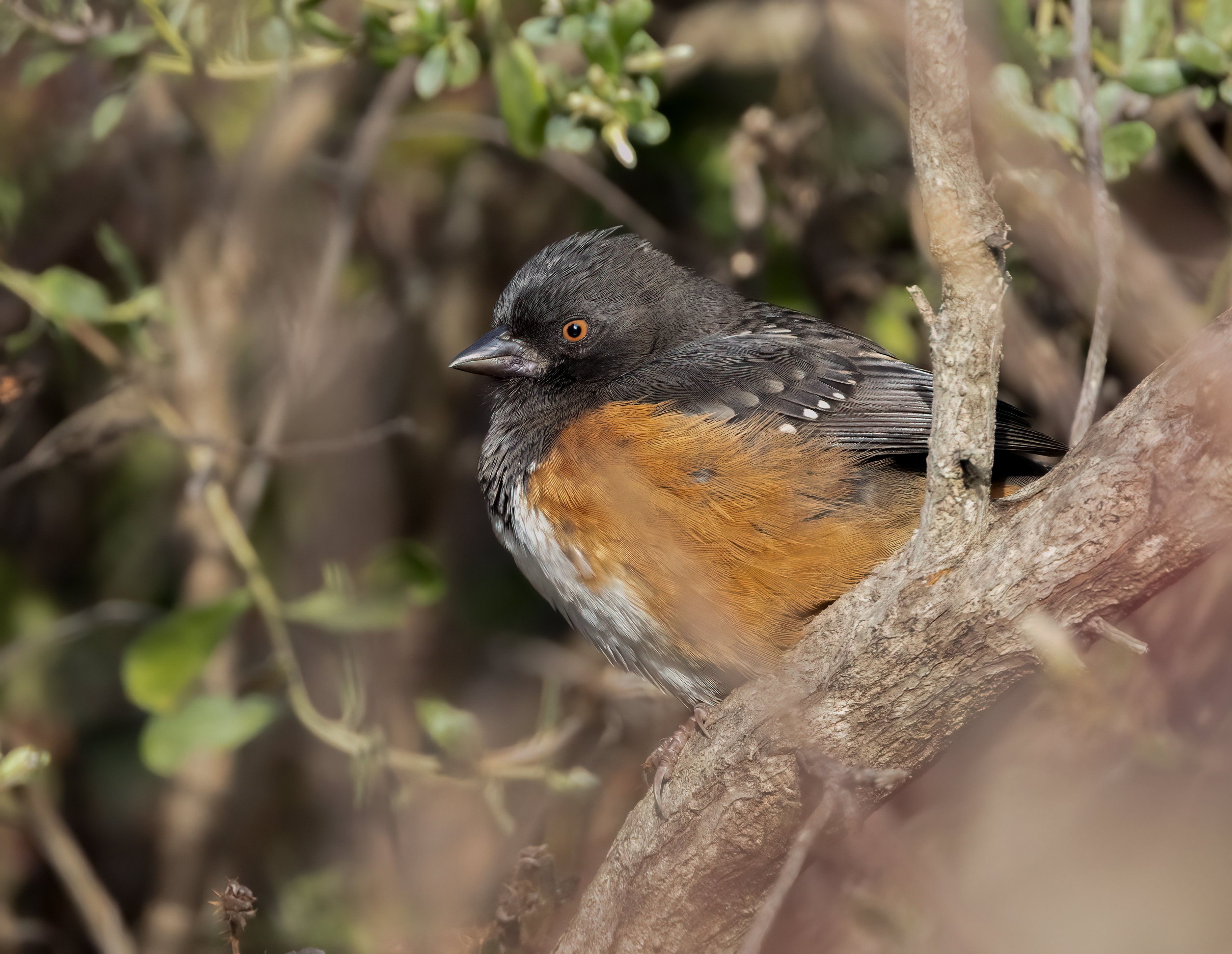 Rufous-sided Towhee