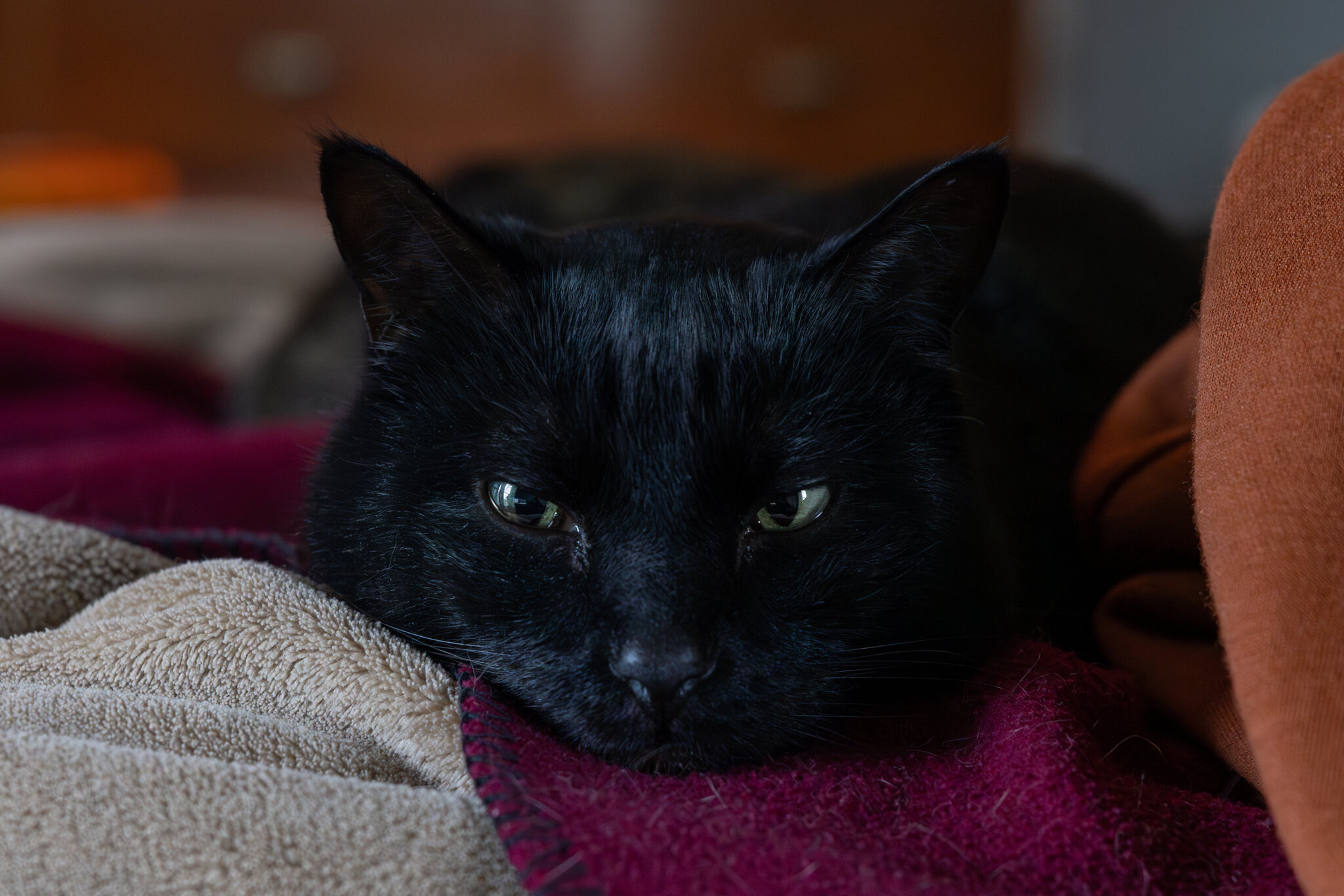 Salem Watching Me-2.jpg