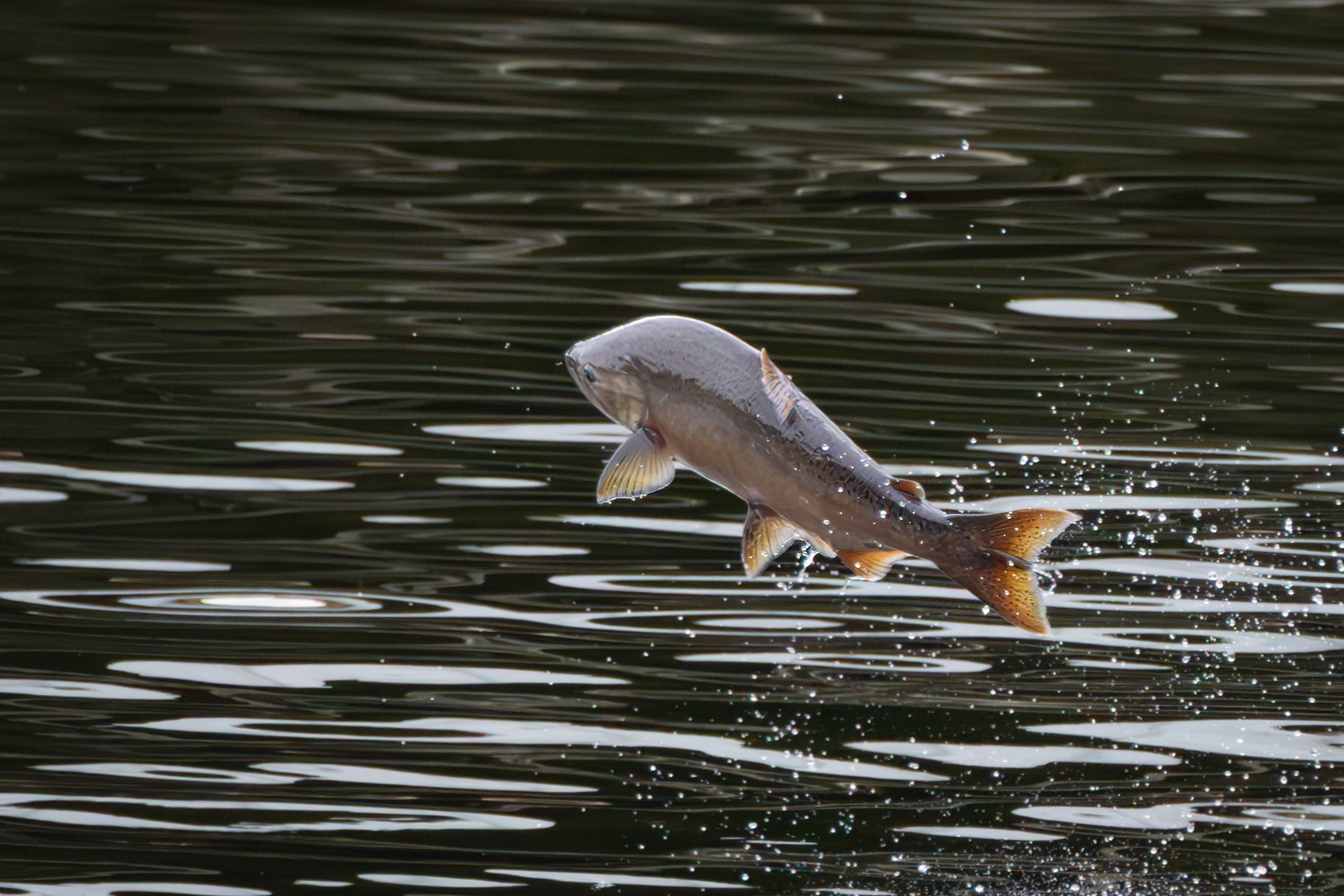 Salmon escapes harbor seal